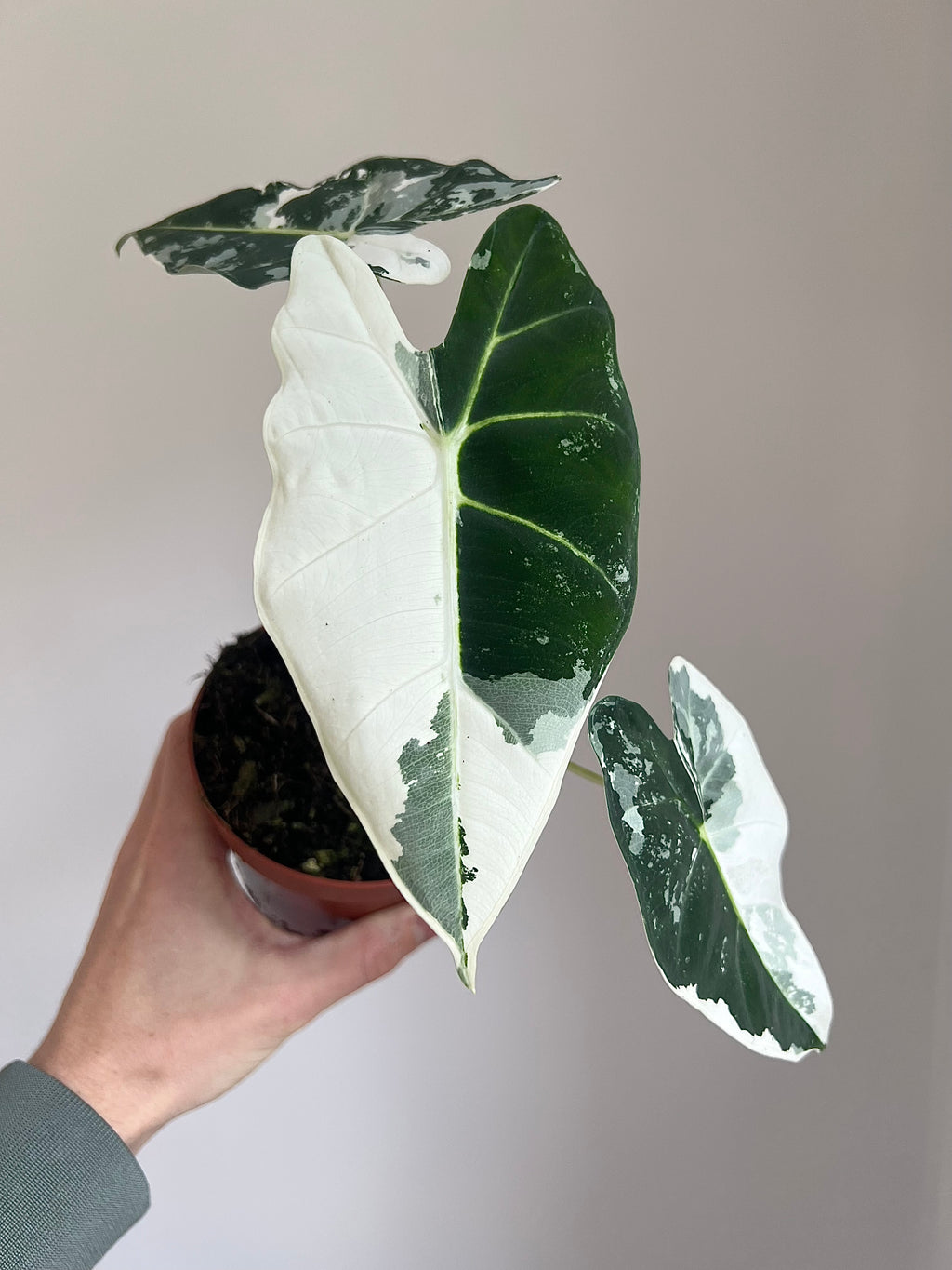 Rare plants subscription (free delivery)