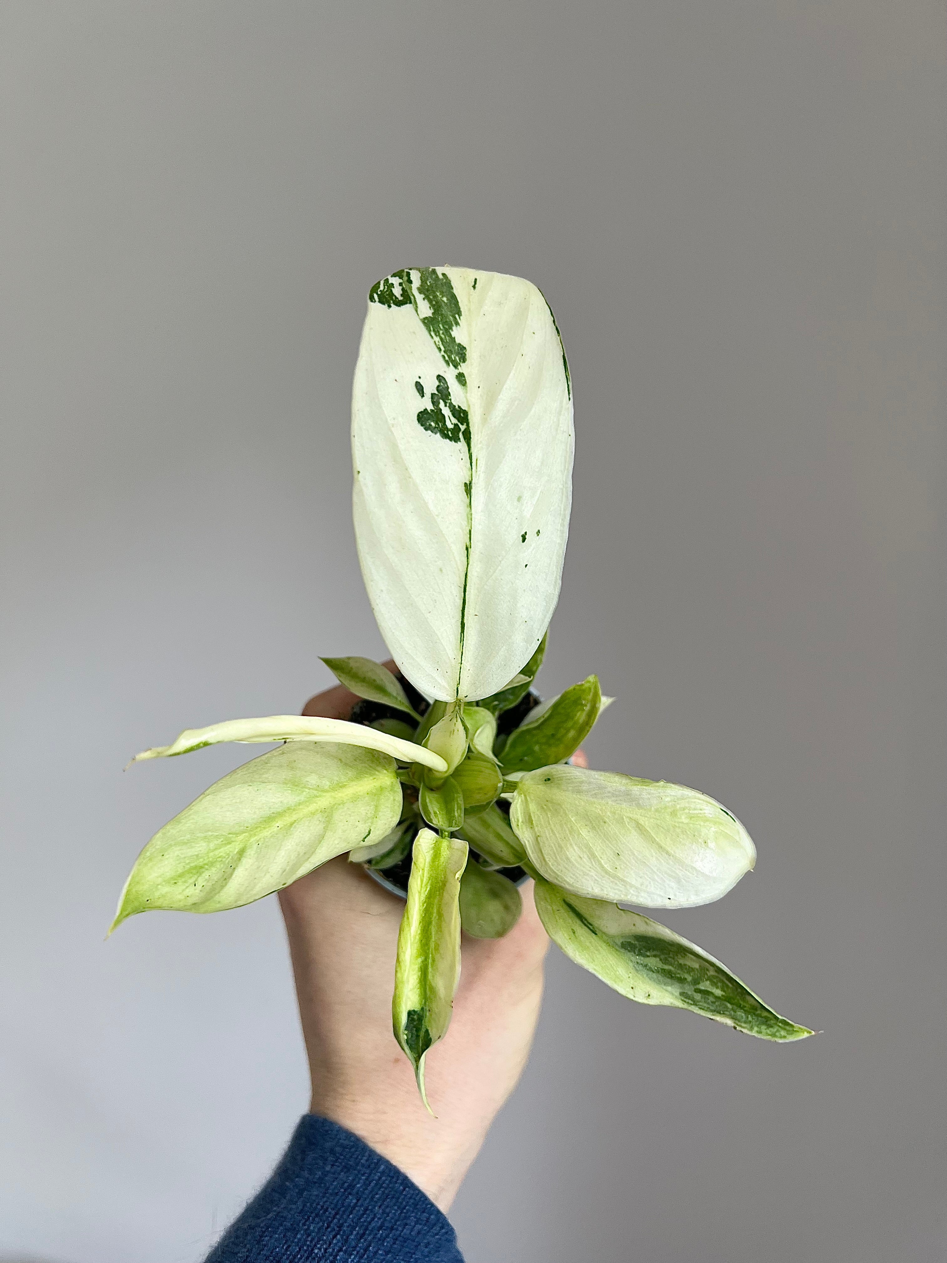 Philodendron Jose Bueno