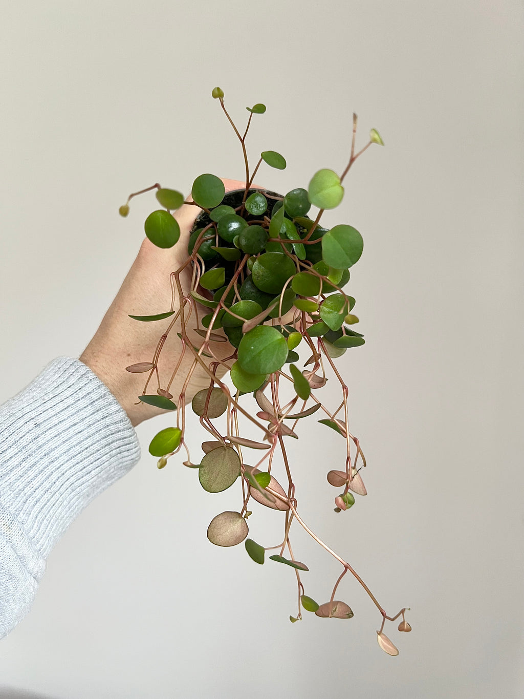 Peperomia pepperspot