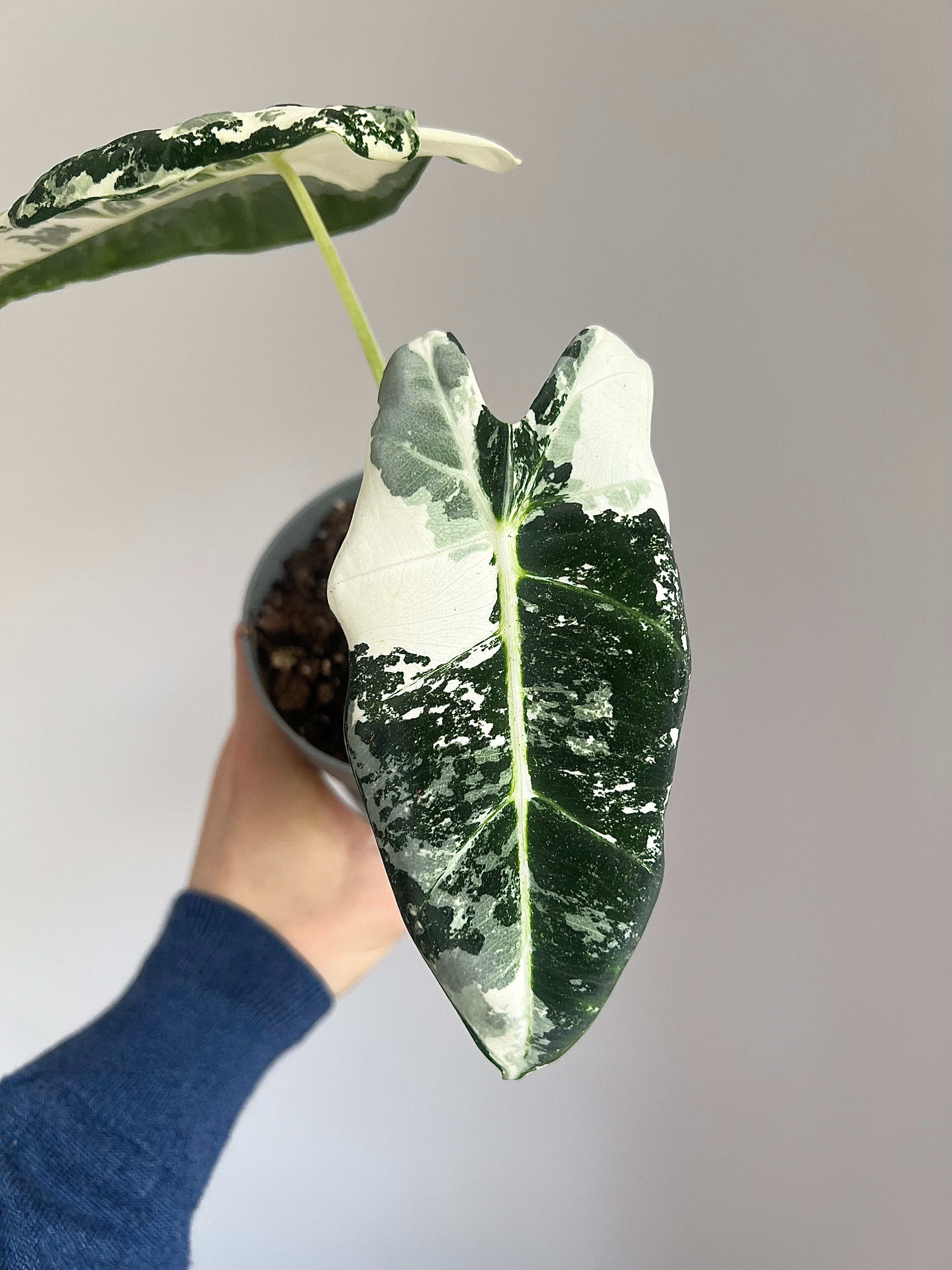 Alocasia Frydek Variegata