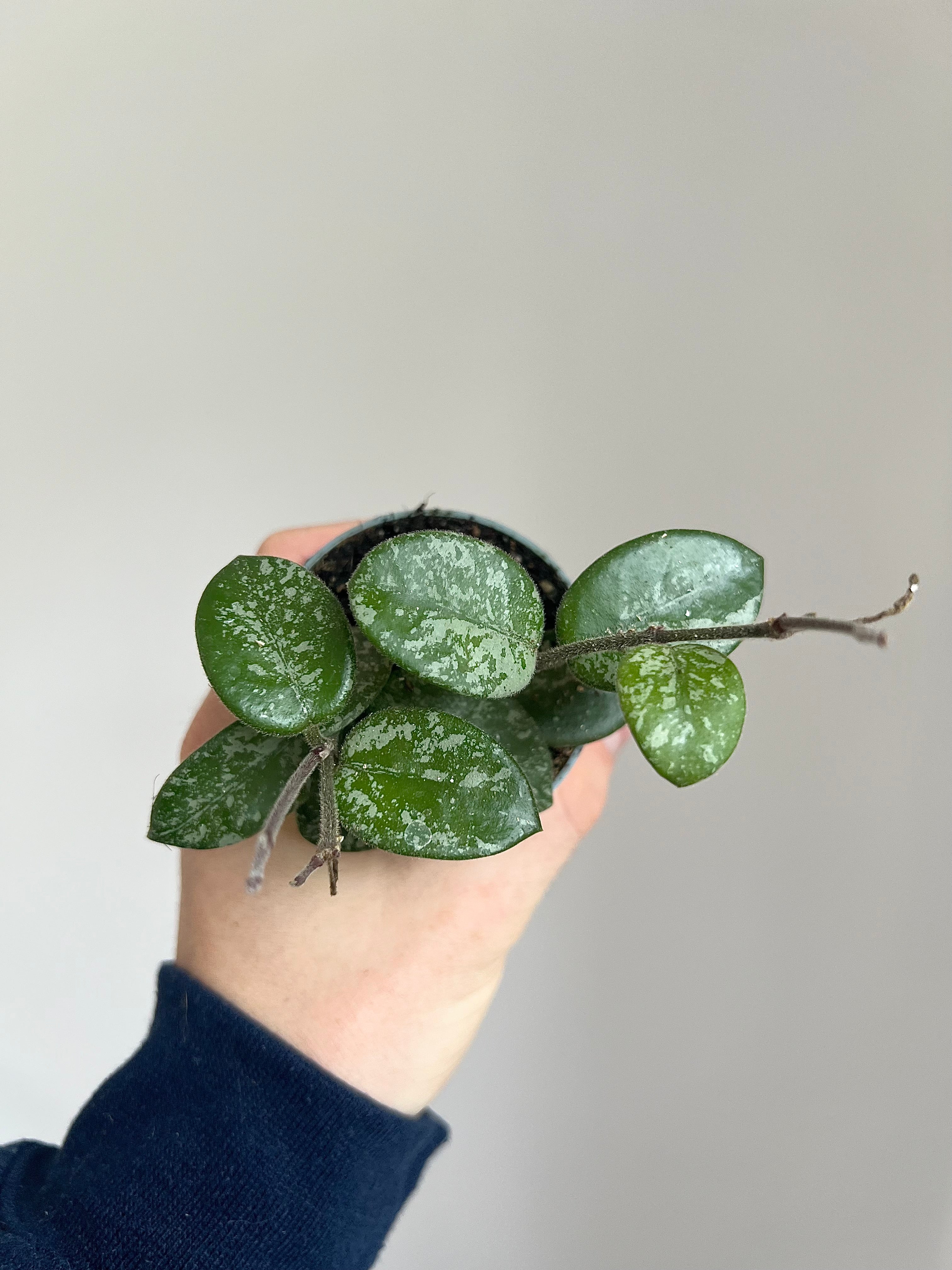 Hoya Mathilde splash