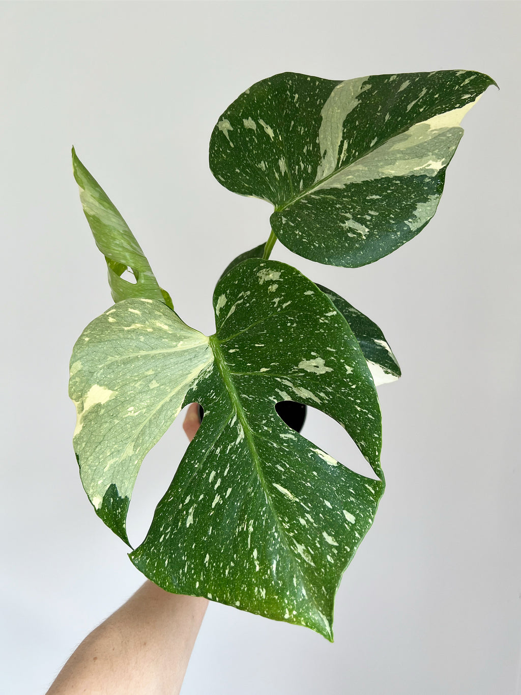 Monstera Thai constellation