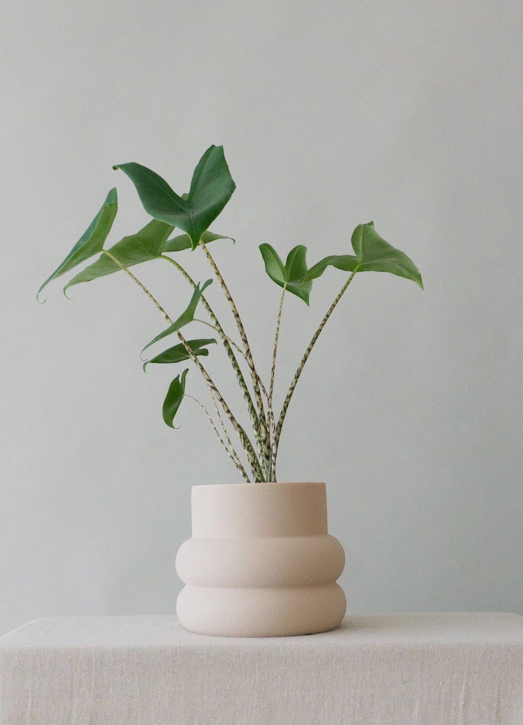 Stoneware bubble plant pot