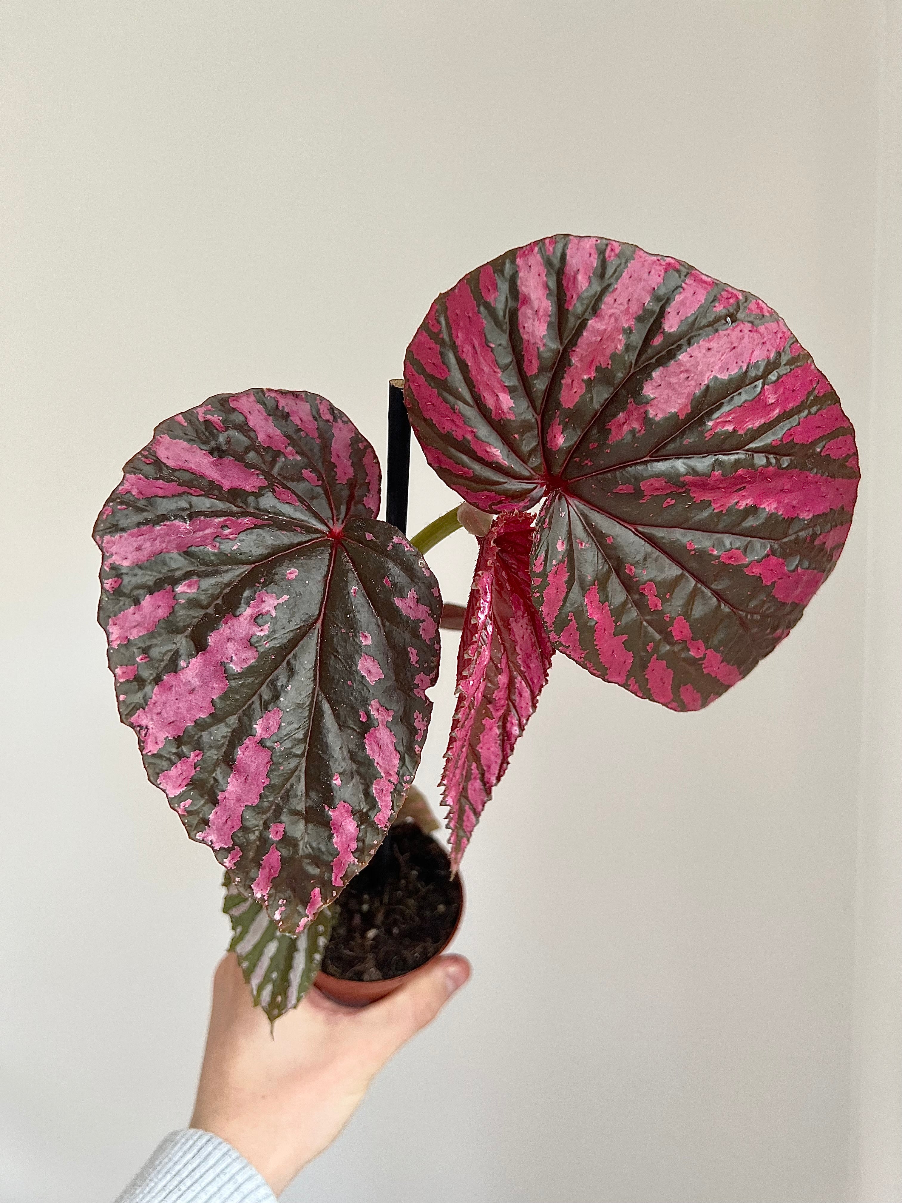 Begonia brevirimosa
