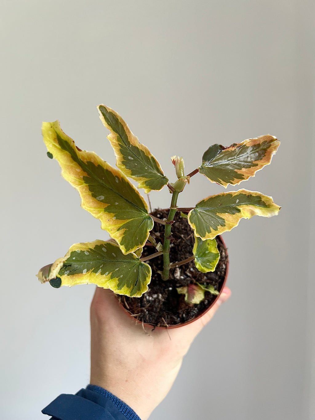 Begonia dainty spray sport Variegata