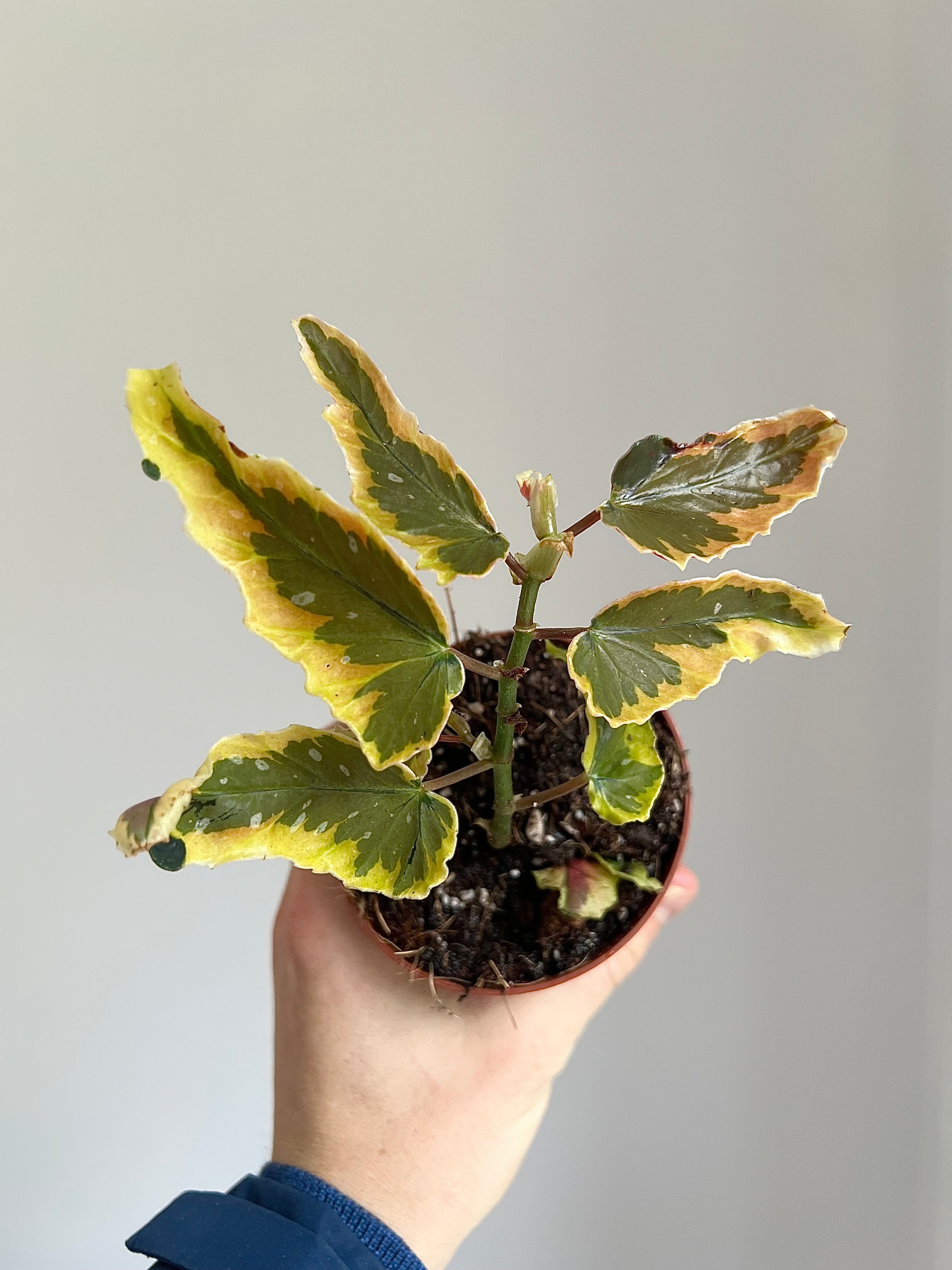 Begonia dainty spray sport Variegata