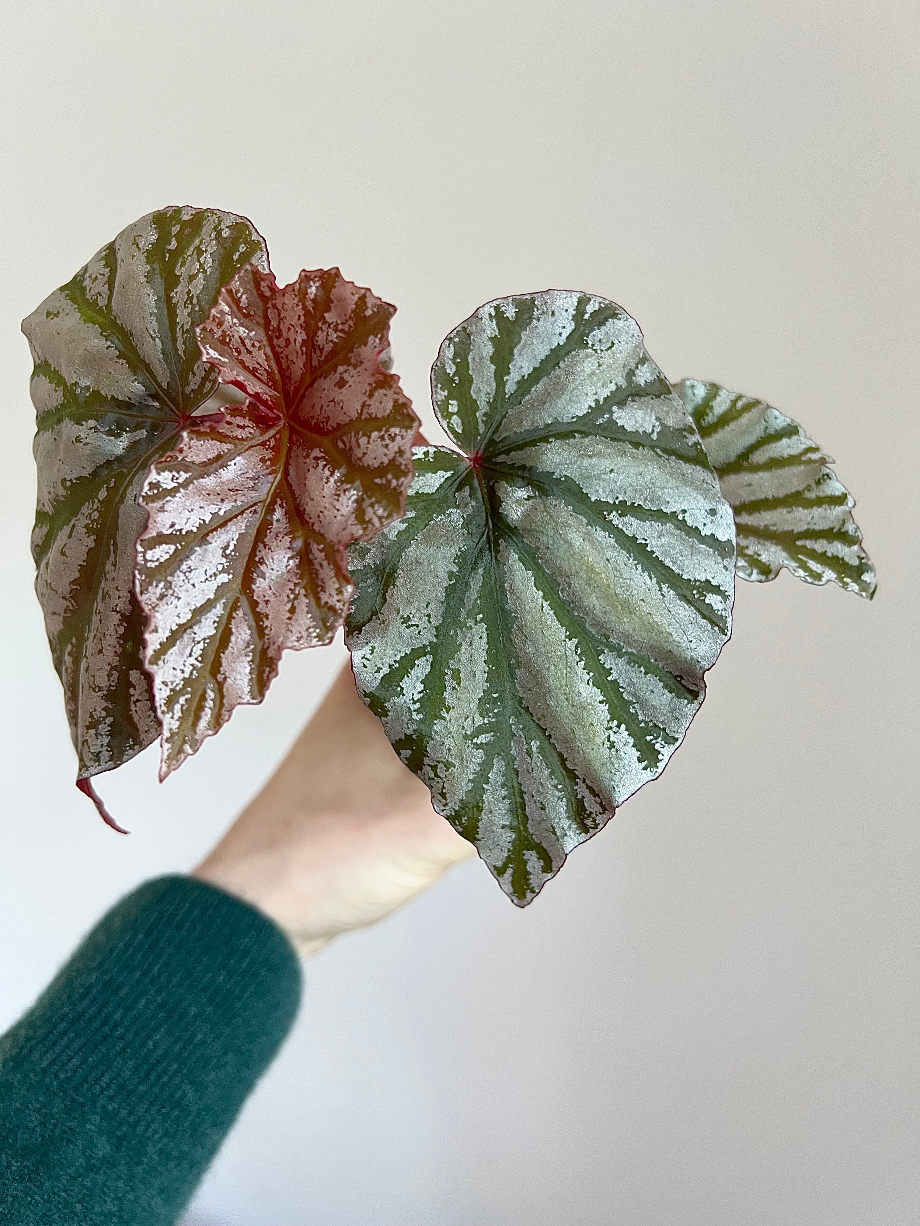 Begonia looking glass