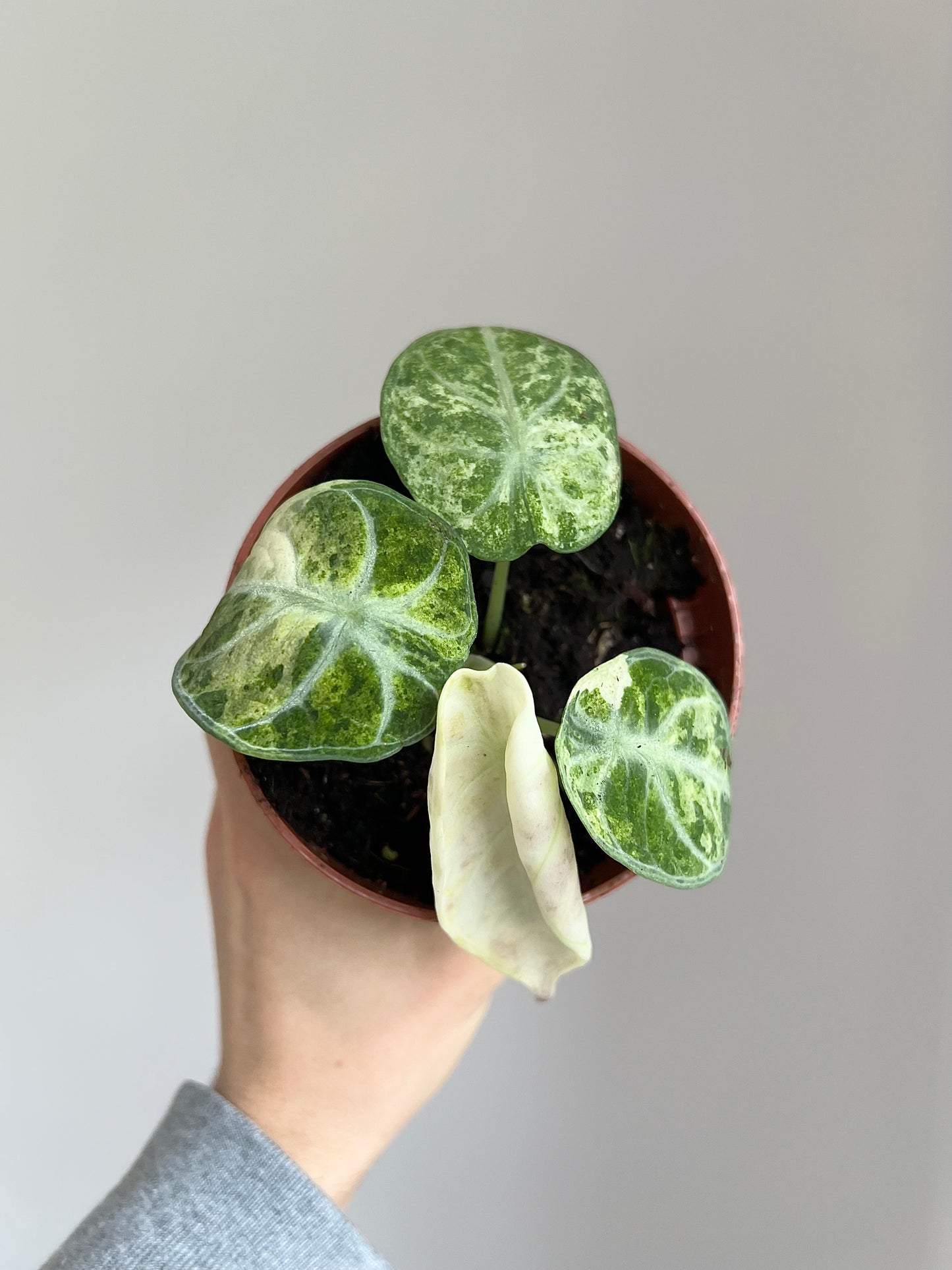 Alocasia ninja tricolor