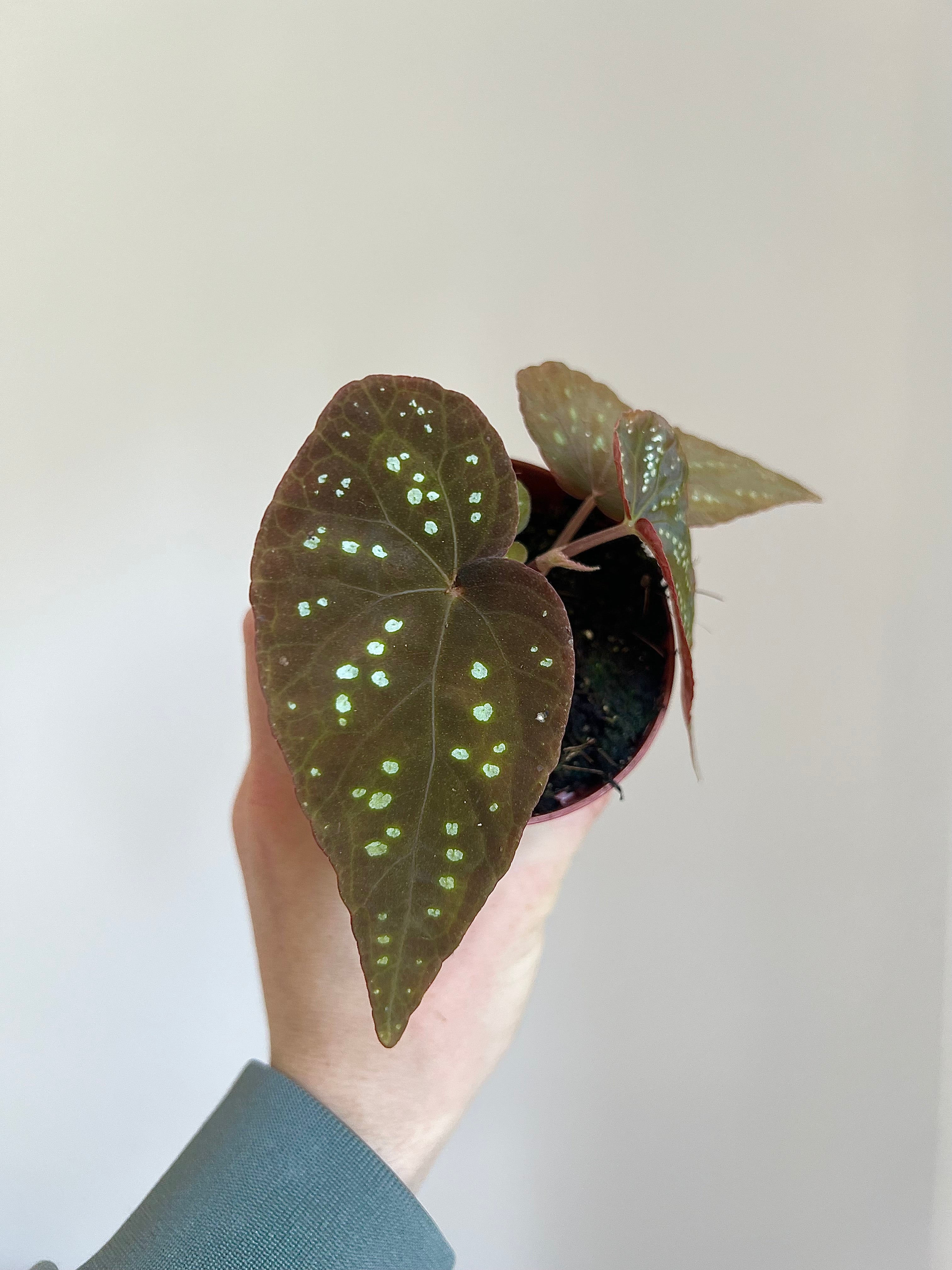 Begonia ‘Pandora