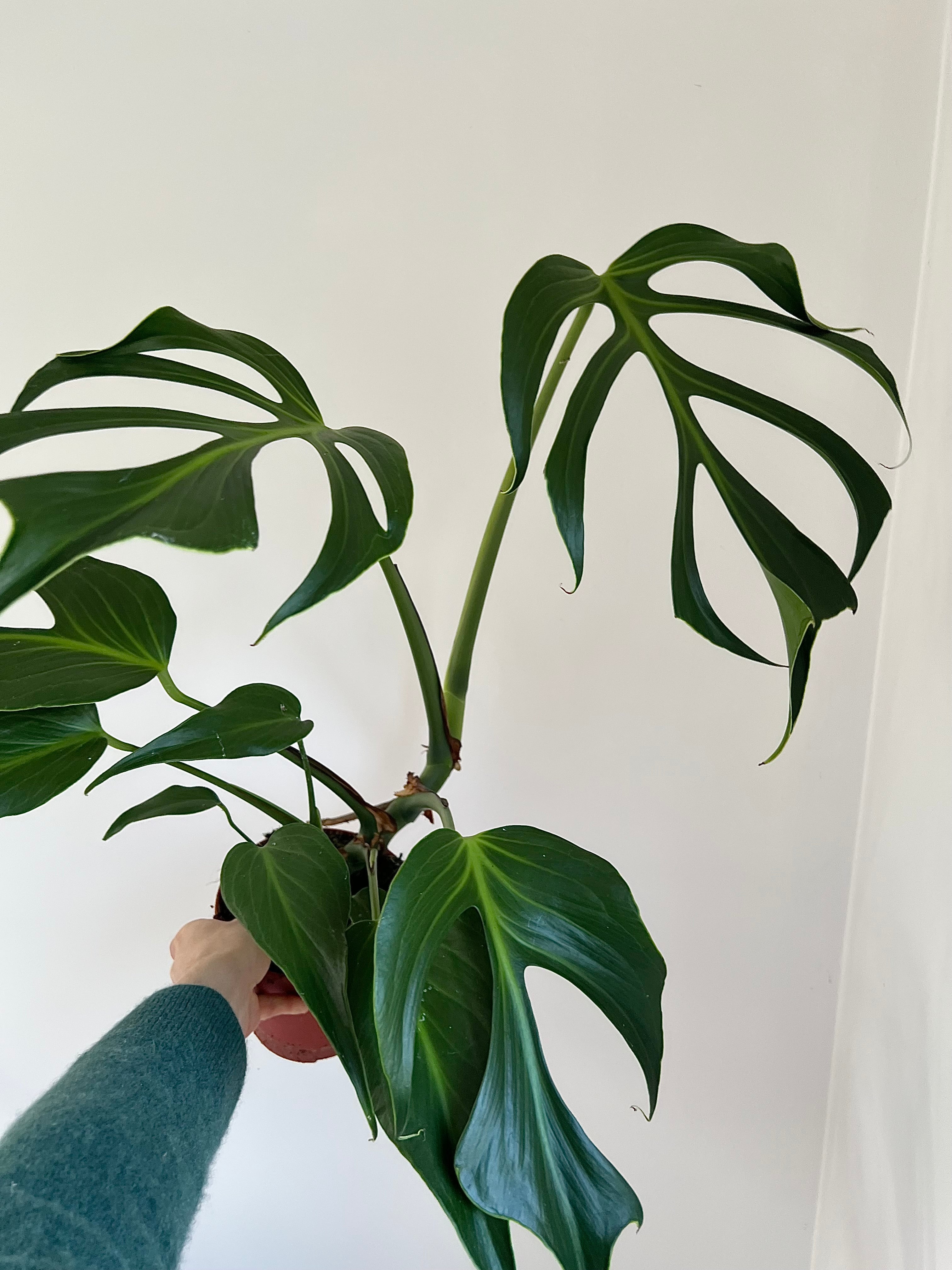 Monstera burle Marx flame