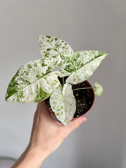 Alocasia macrorrhiza splash