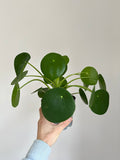 Pilea peperomioides