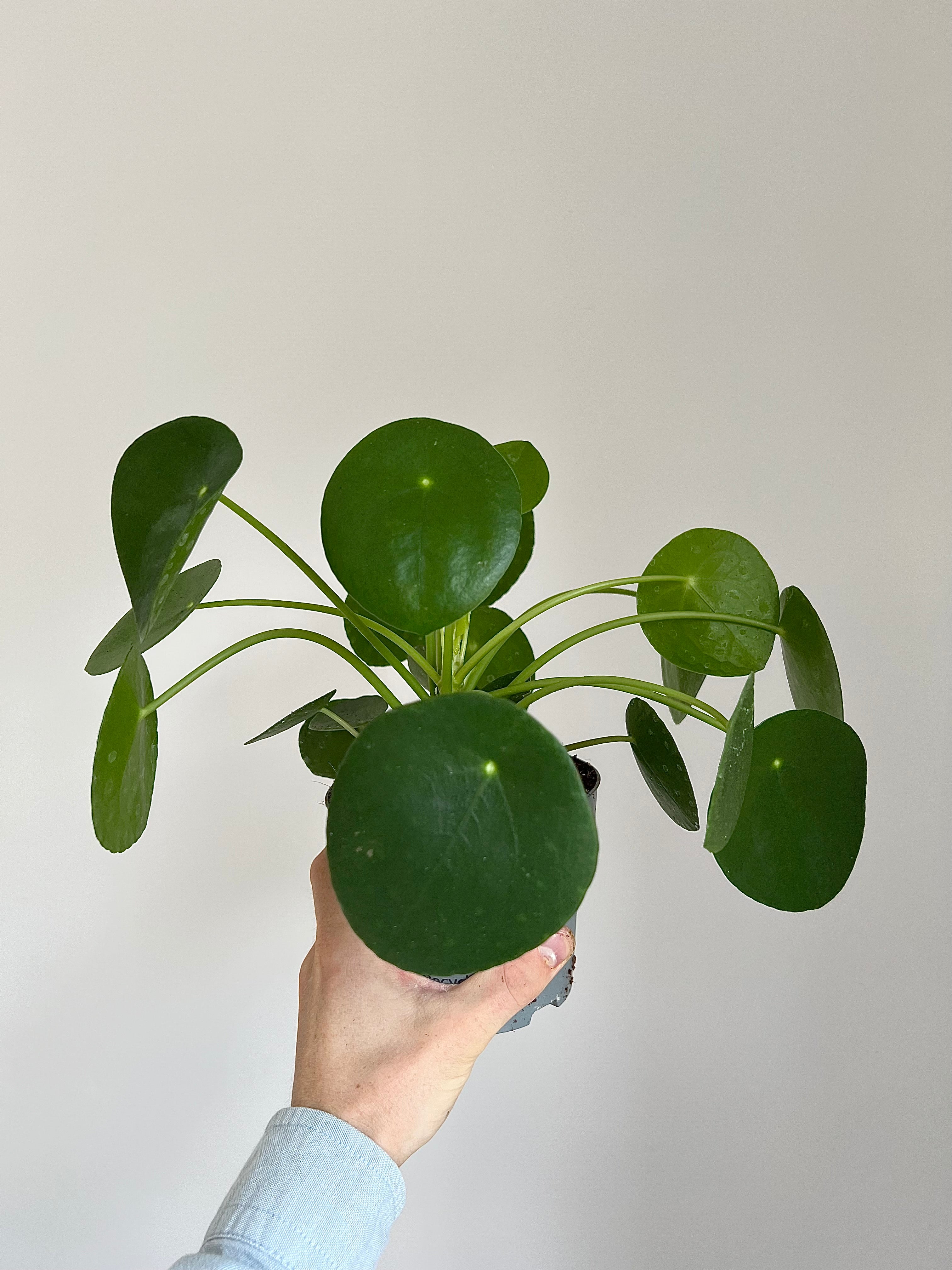 Pilea peperomioides
