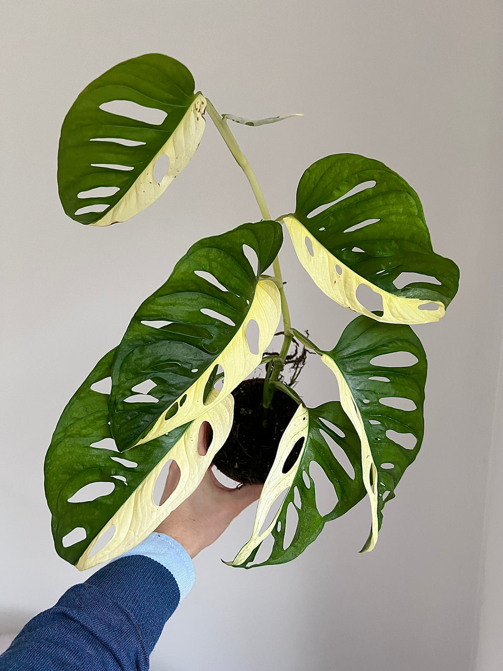 Monstera adansonii Variegata