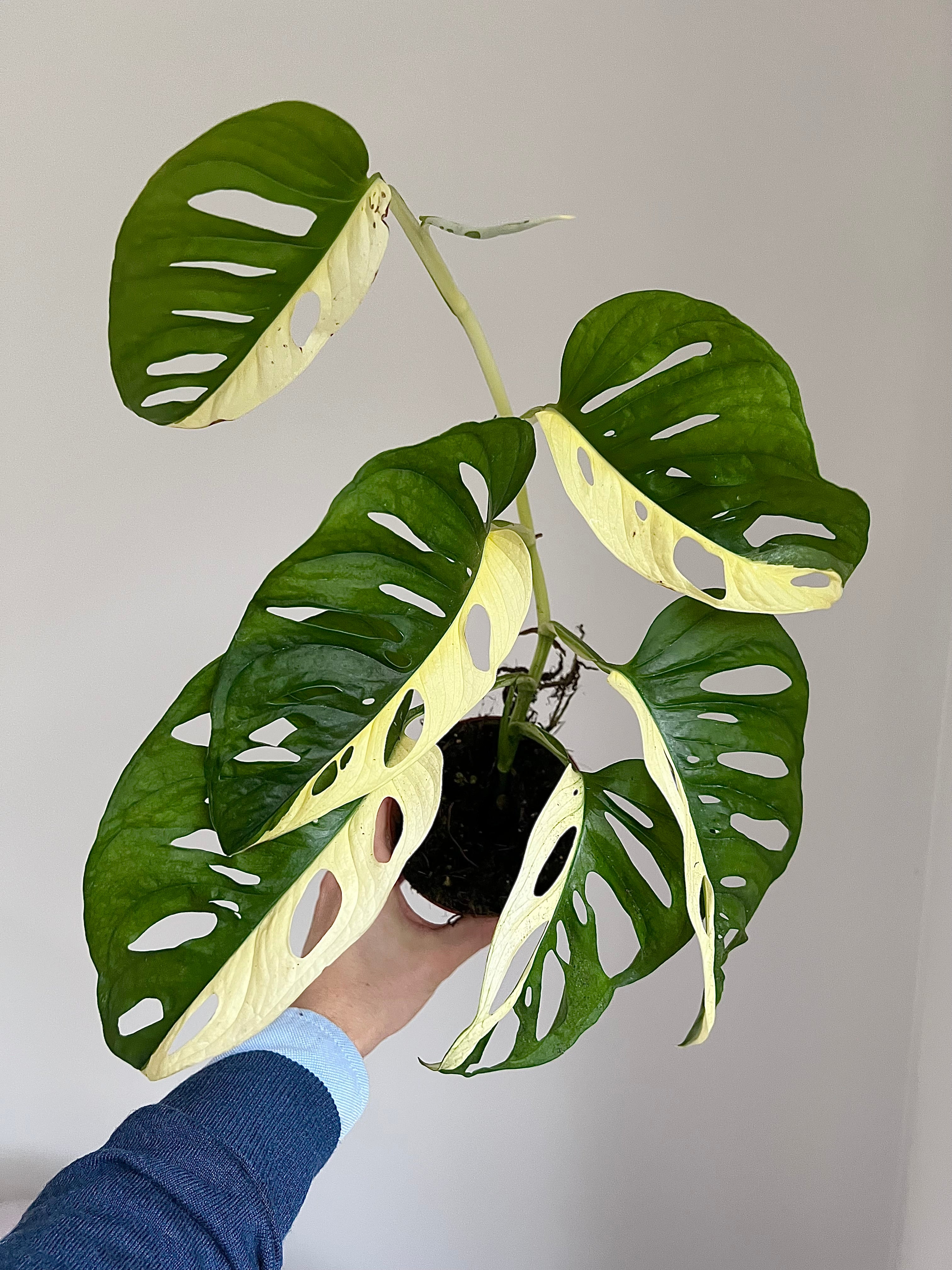 Monstera adansonii Variegata