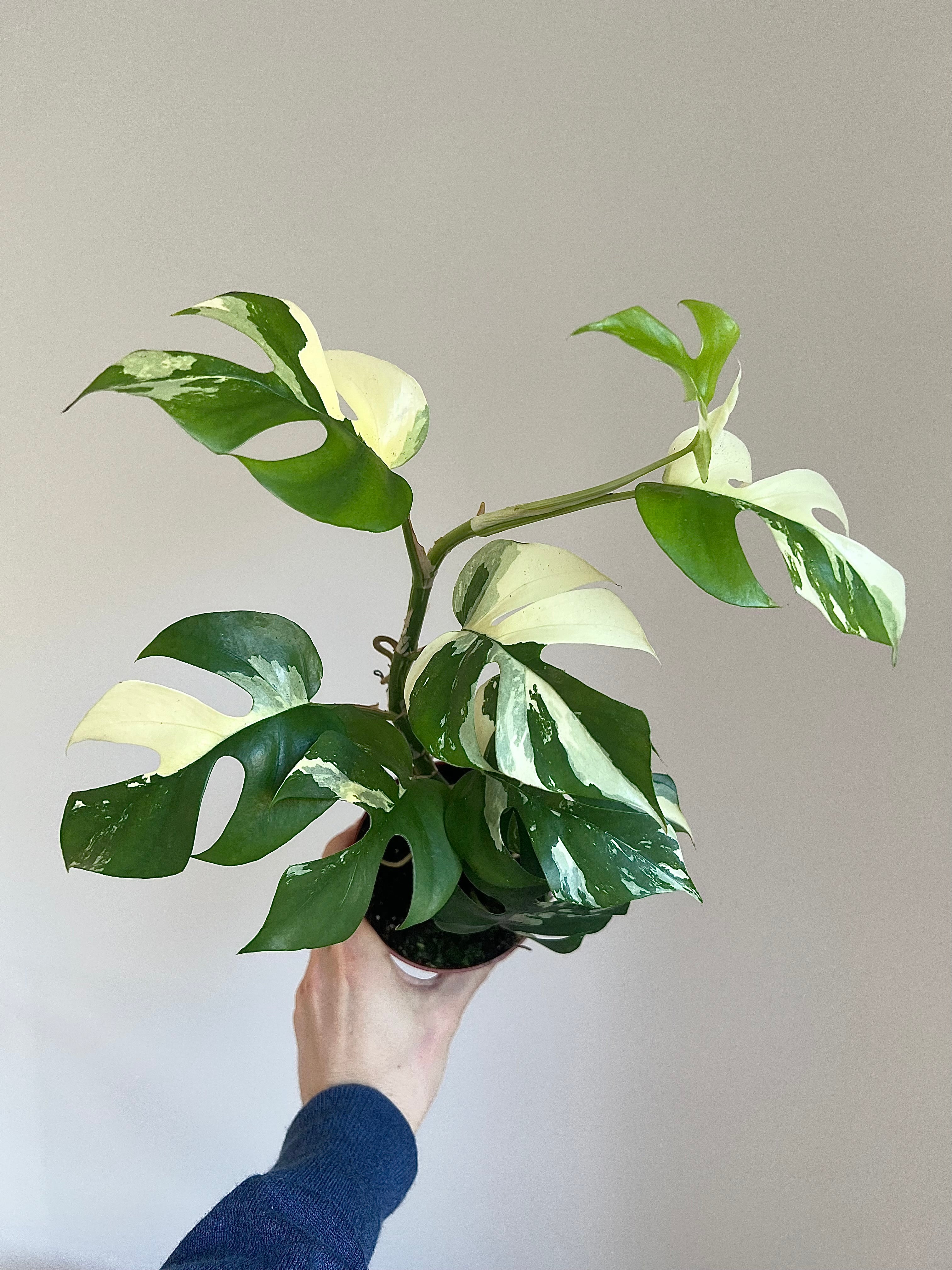 Rhaphidophora tetrasperma Variegata