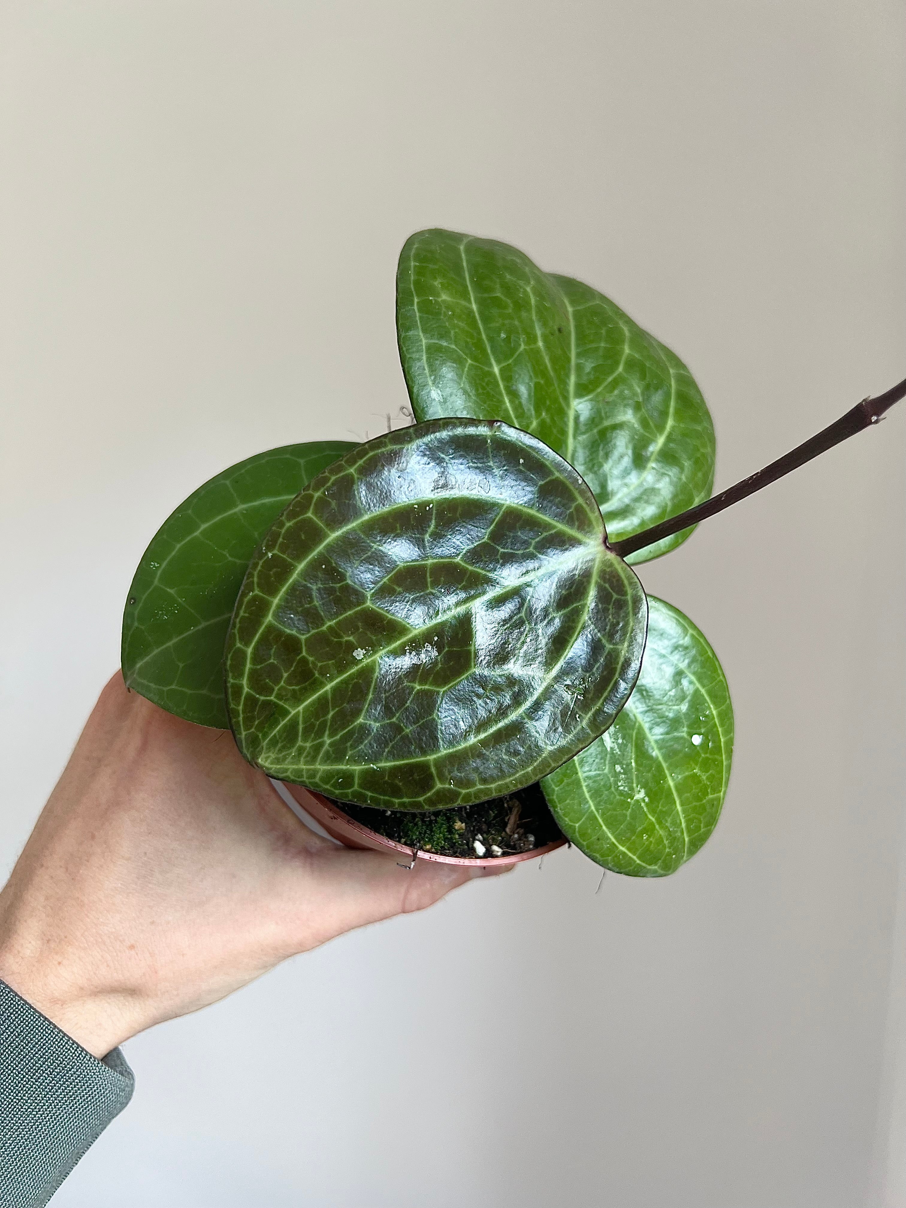 Pet-friendly plants subscription (Free Delivery)