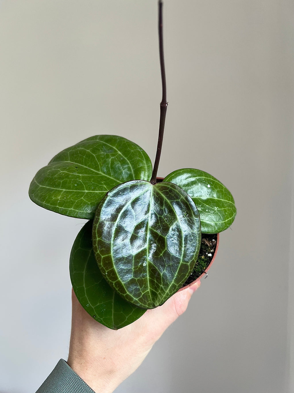 Hoya Sarawak cream