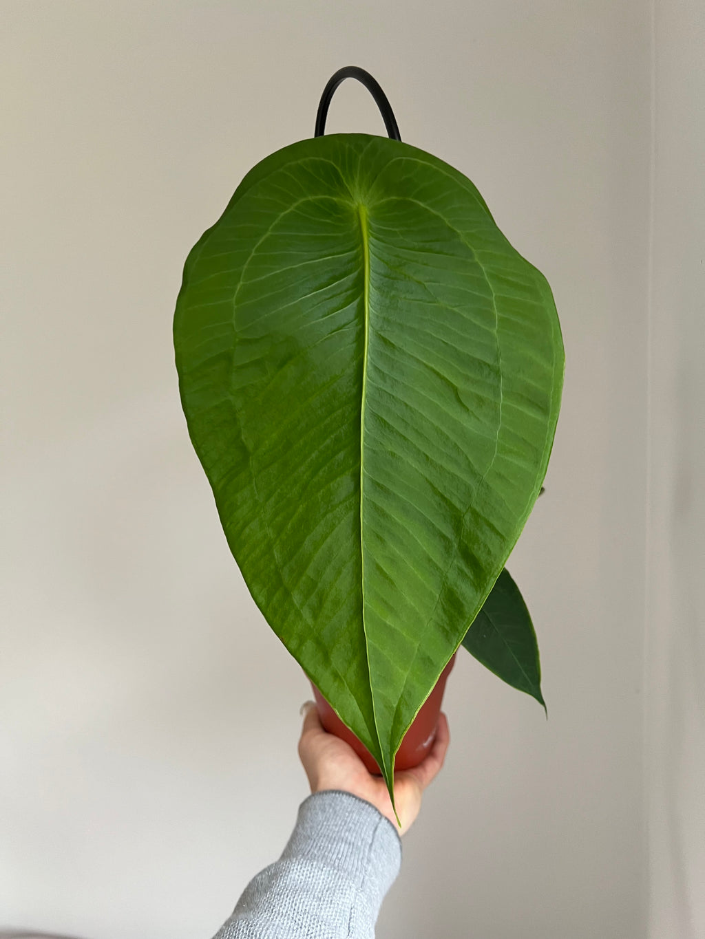 Anthurium peltigerum