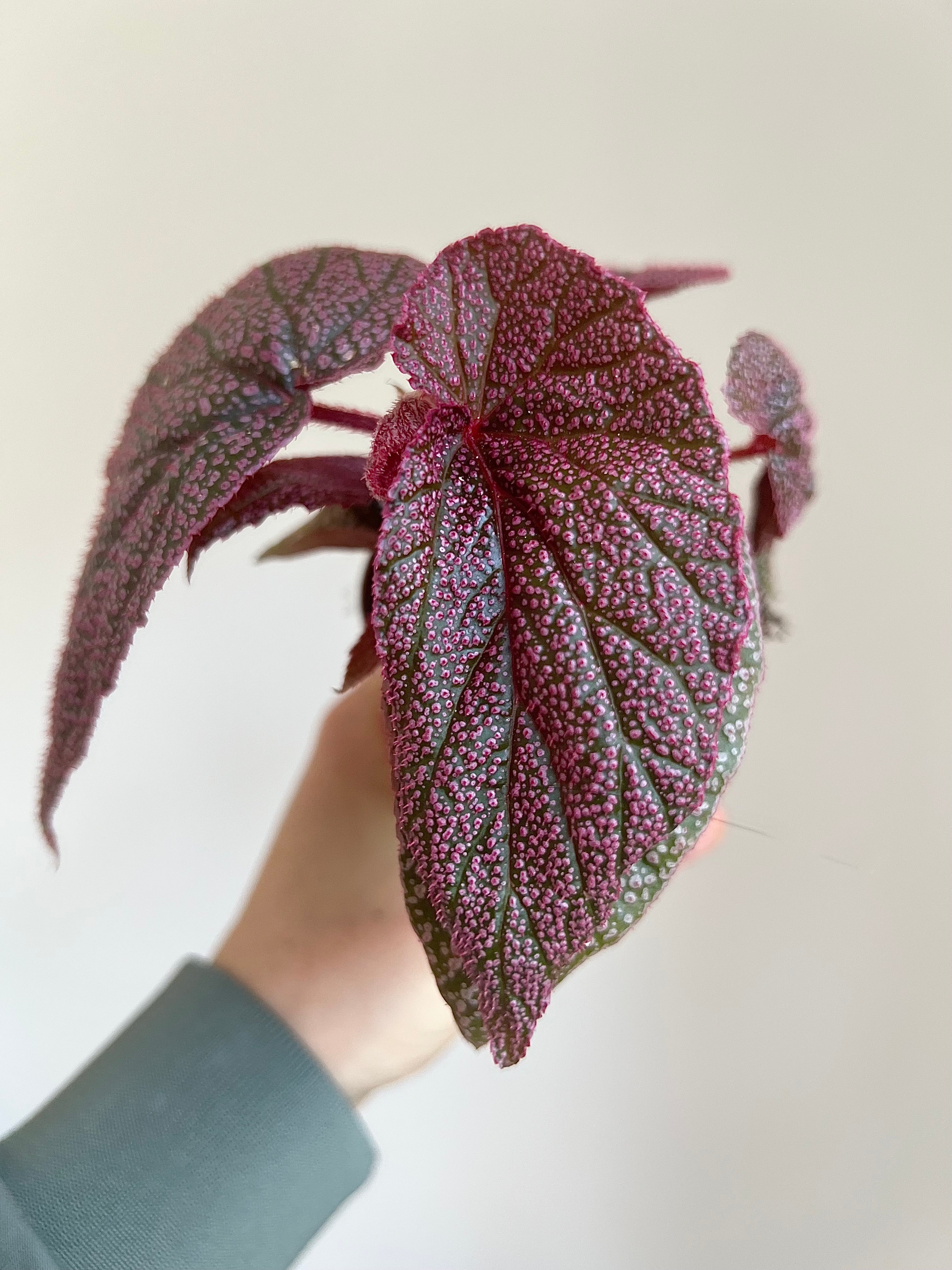 Begonia morris