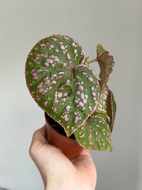 Begonia Roseopunctata