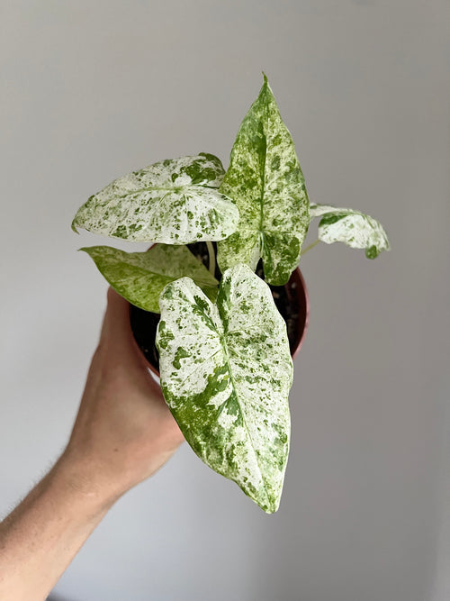 Alocasia macrorrhiza splash
