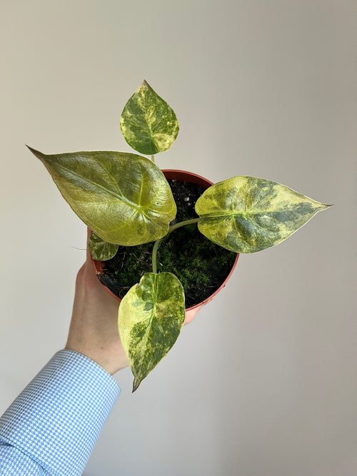 Alocasia wentii aurea