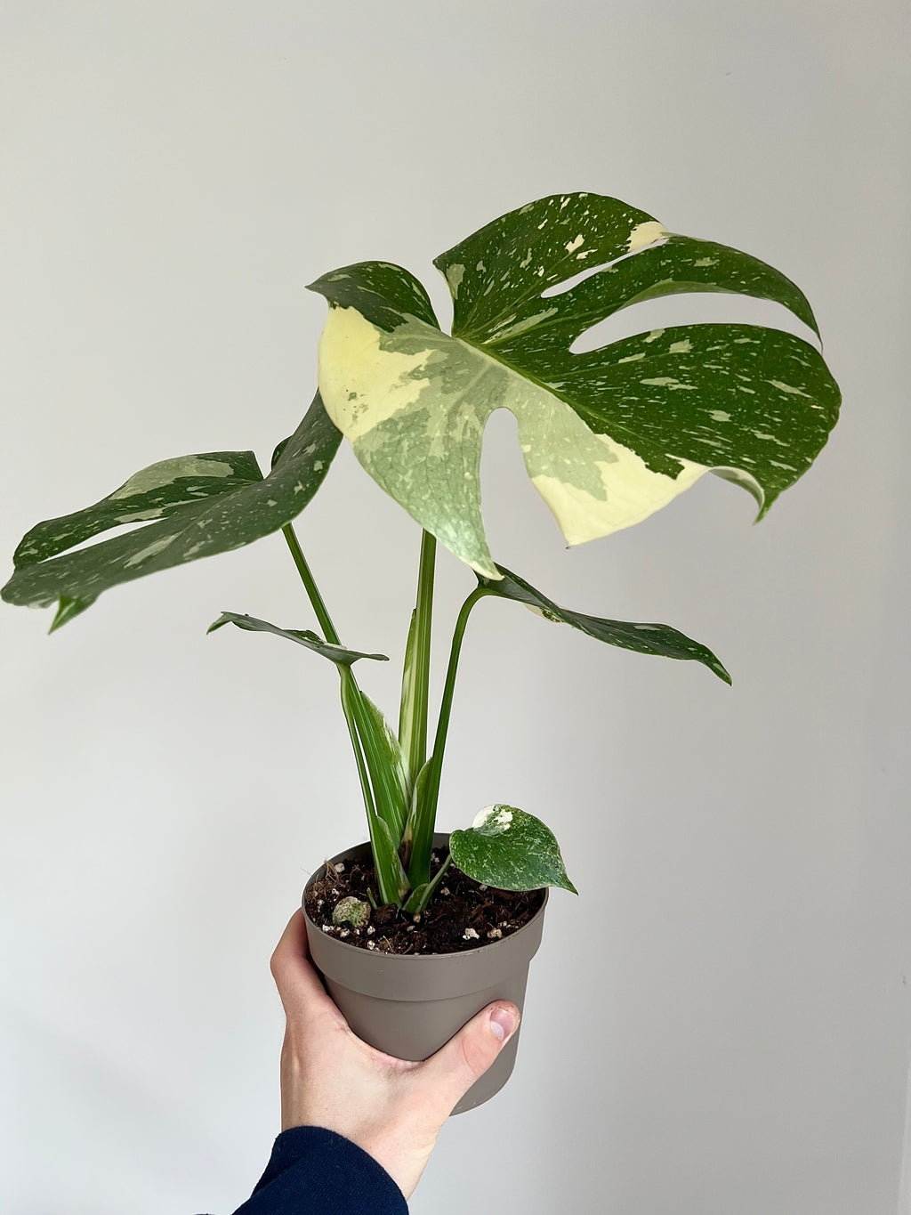 Monstera Thai constellation
