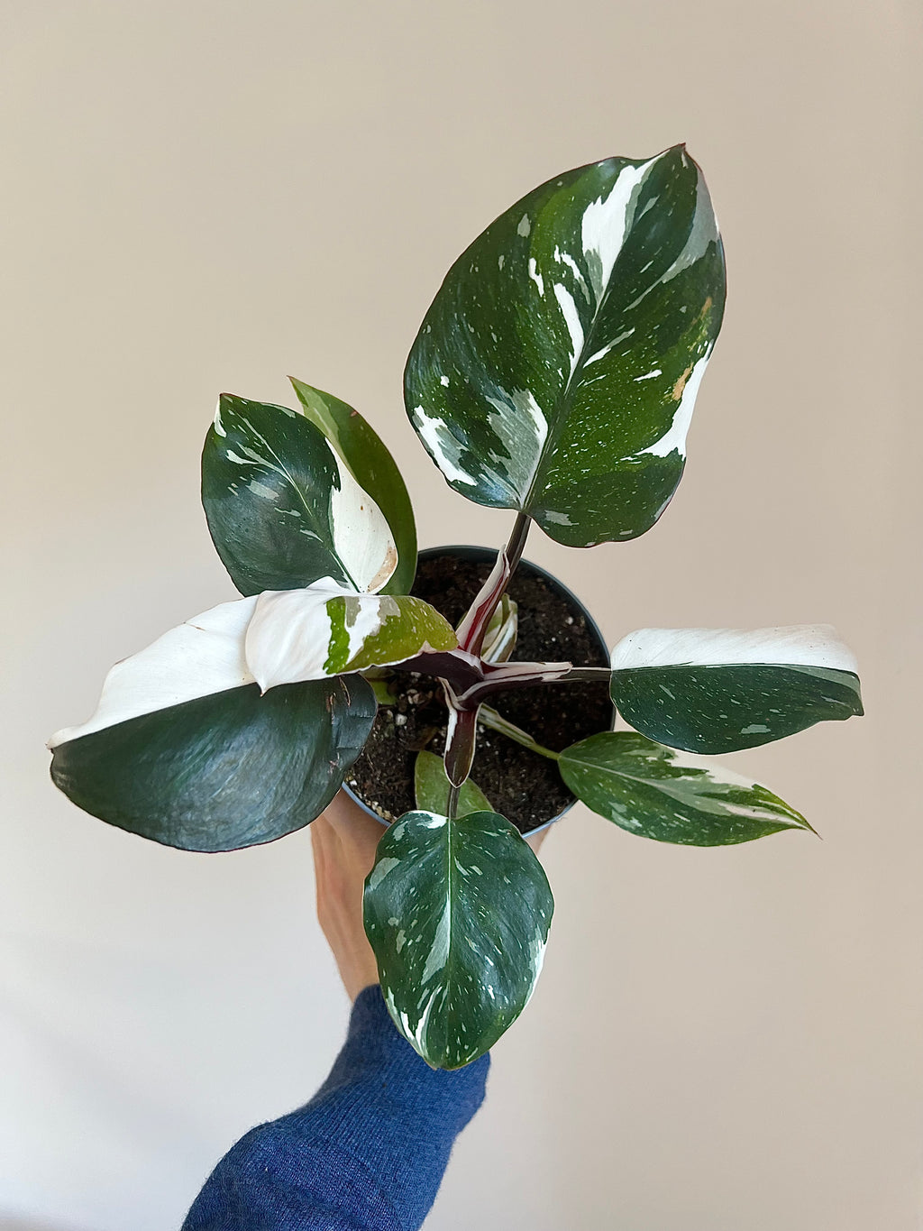 Philodendron white knight