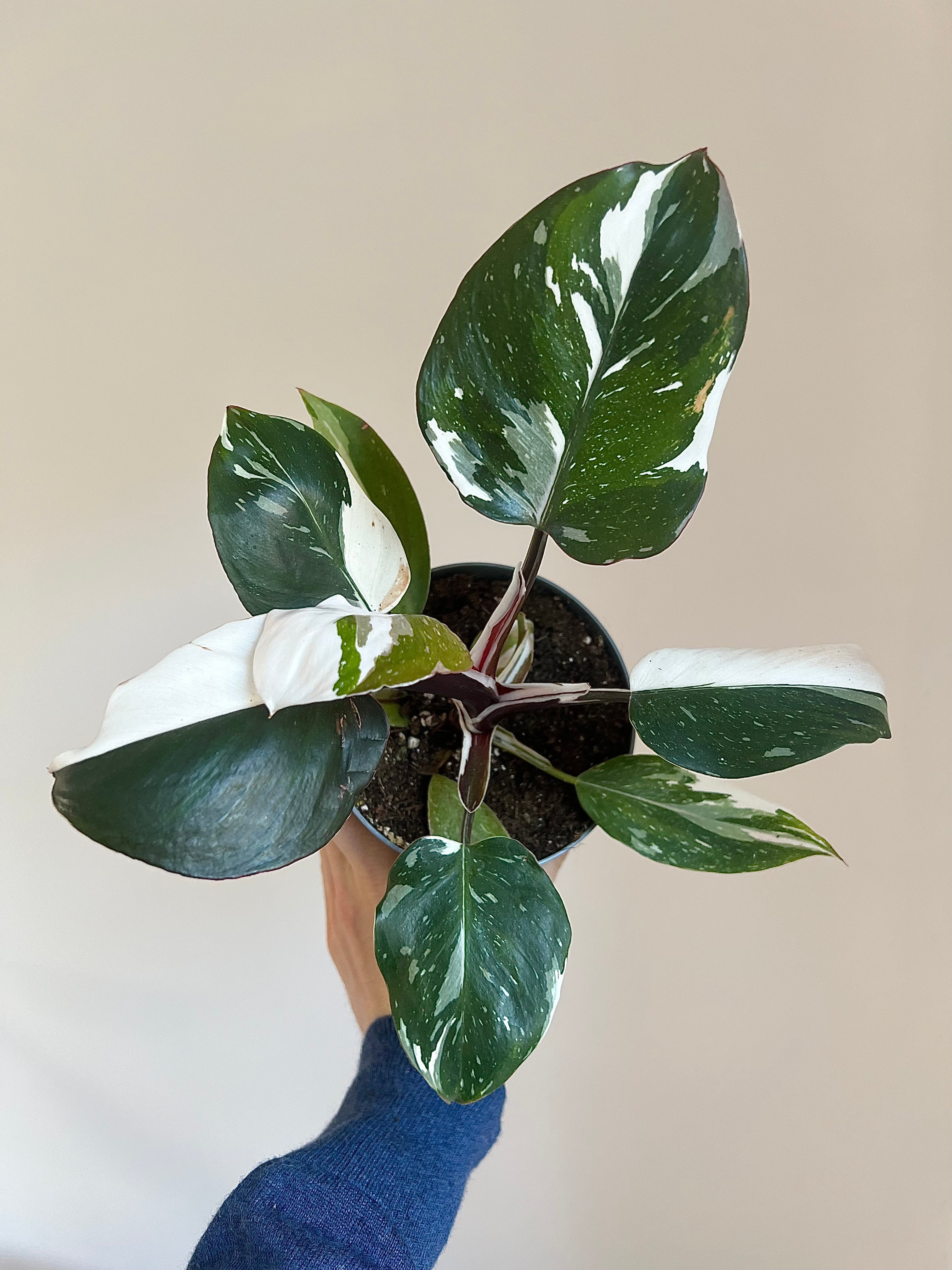 Philodendron white knight