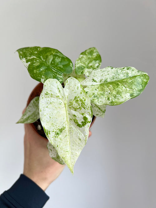 Alocasia macrorrhiza splash