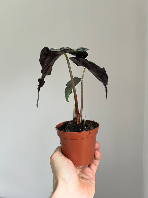 Alocasia venom