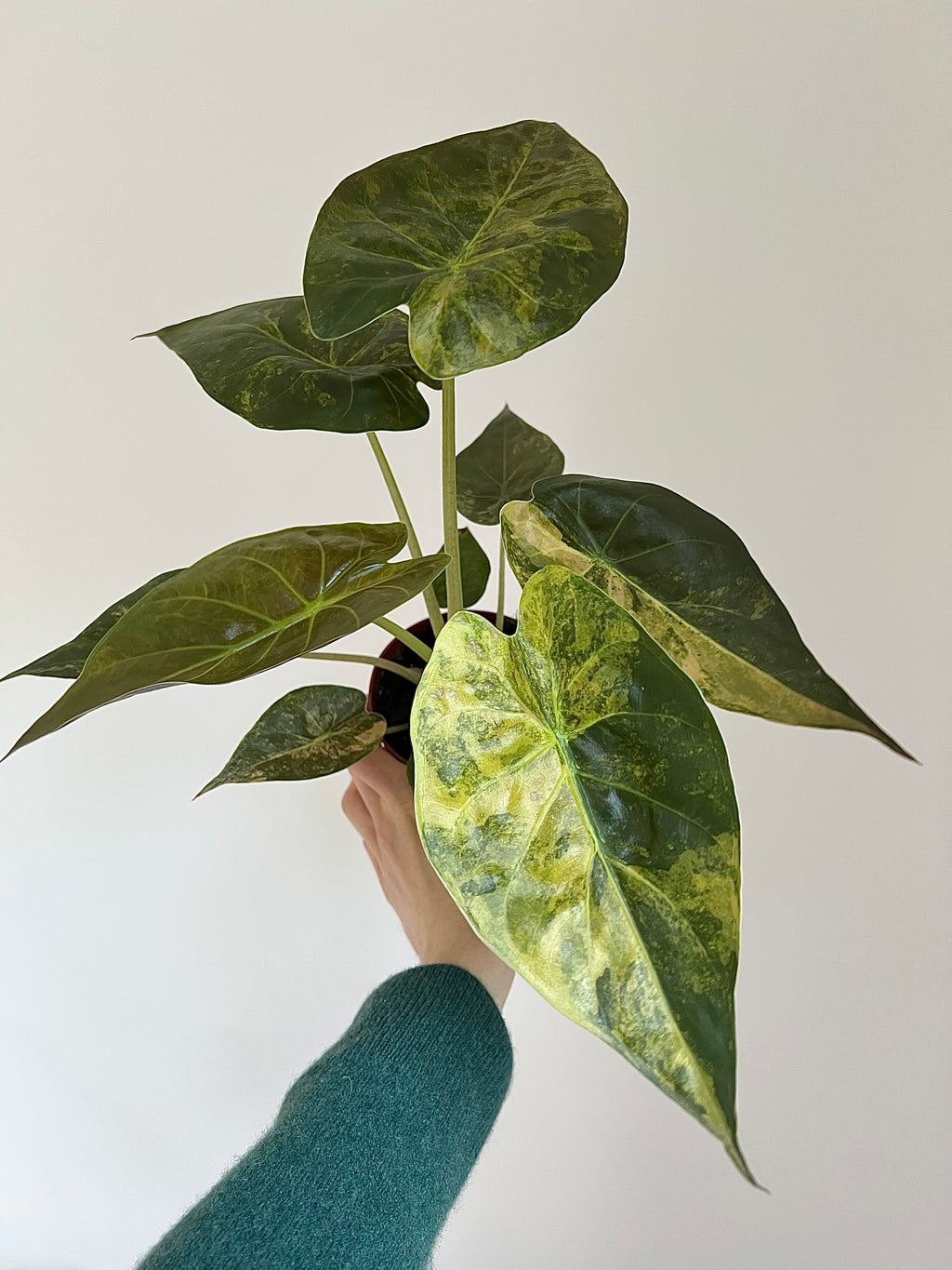 Alocasia wentii aurea