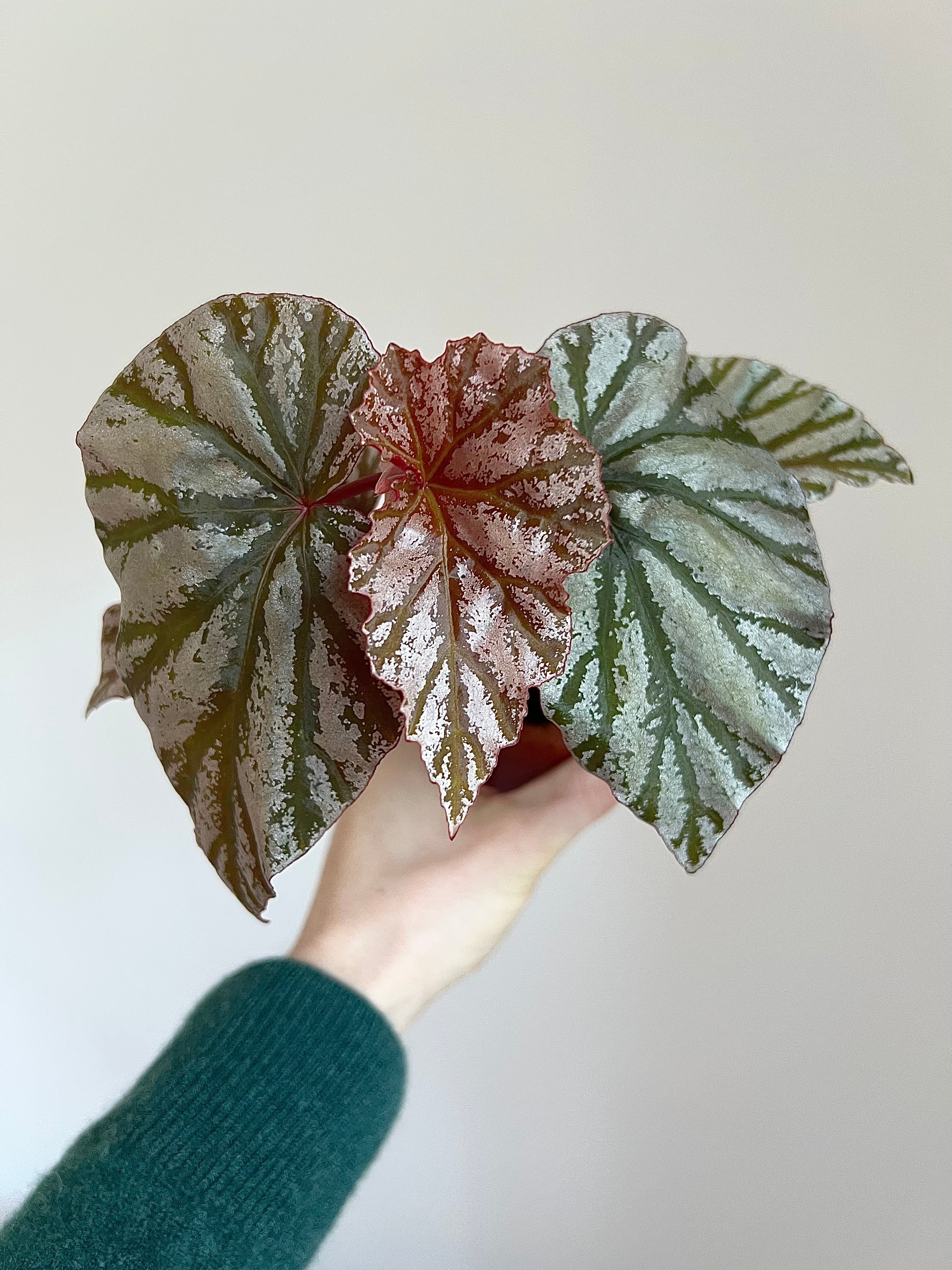 Begonia looking glass