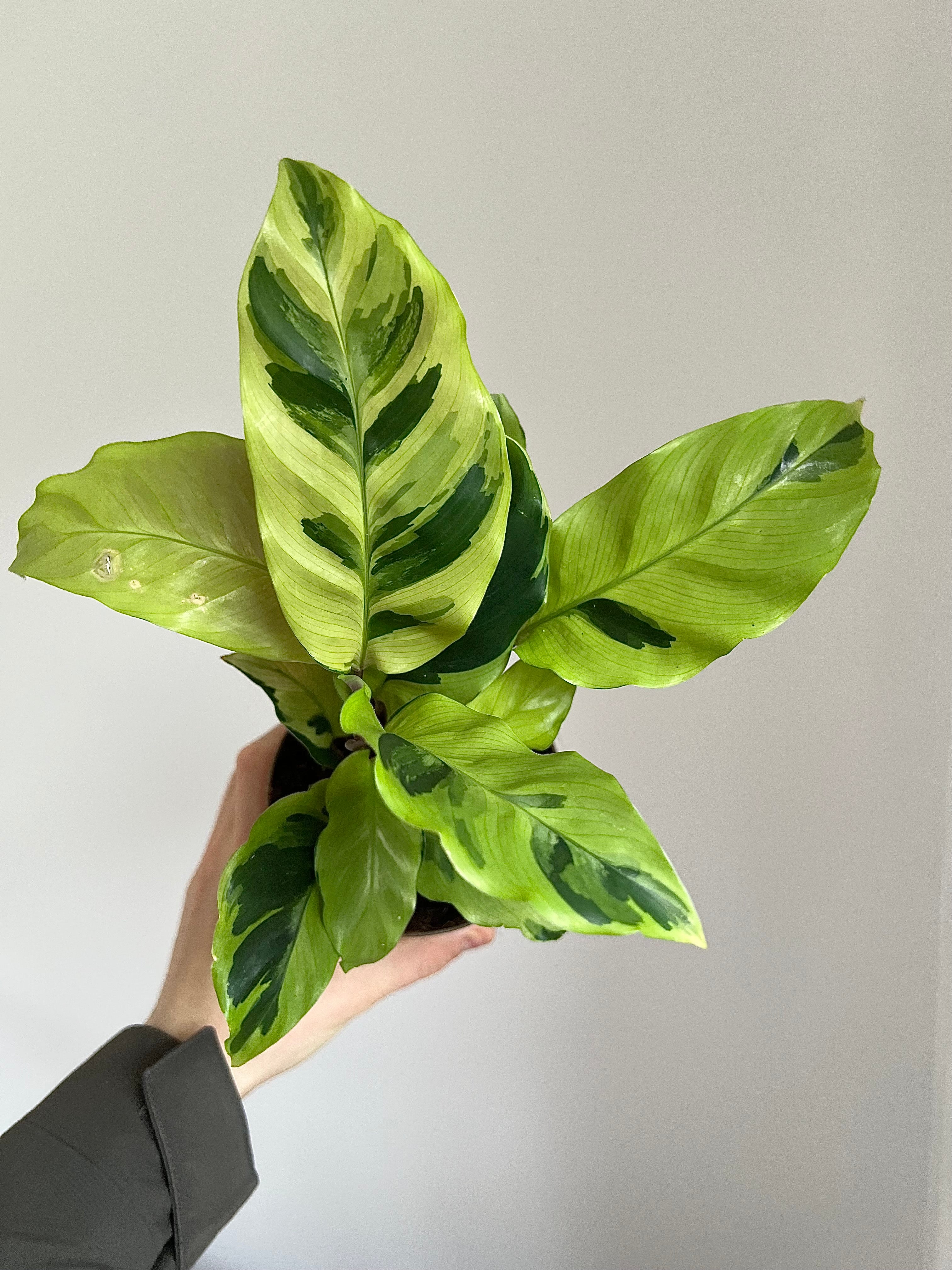 3 months Pet-friendly plant subscription (Free Delivery)