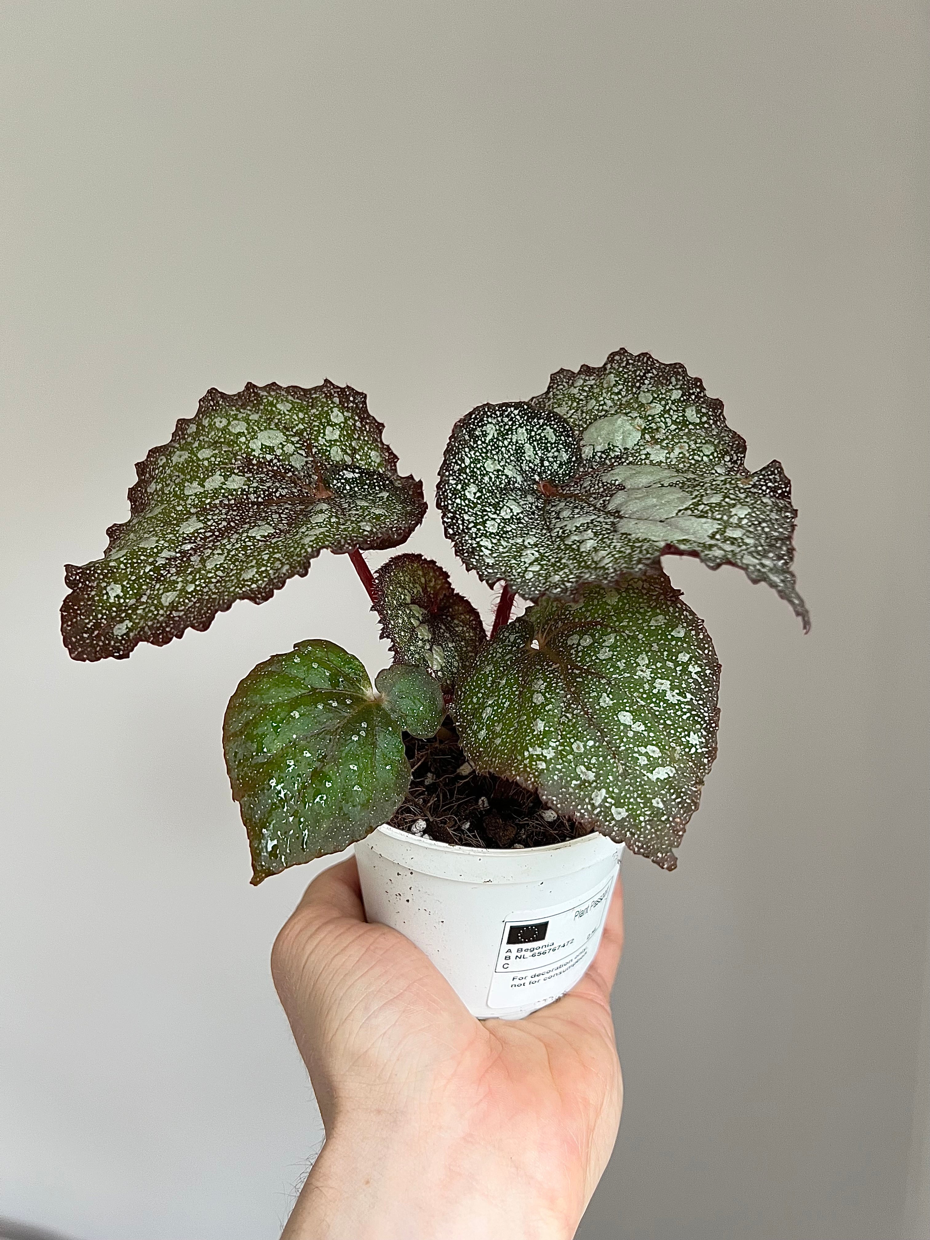 Begonia super universe