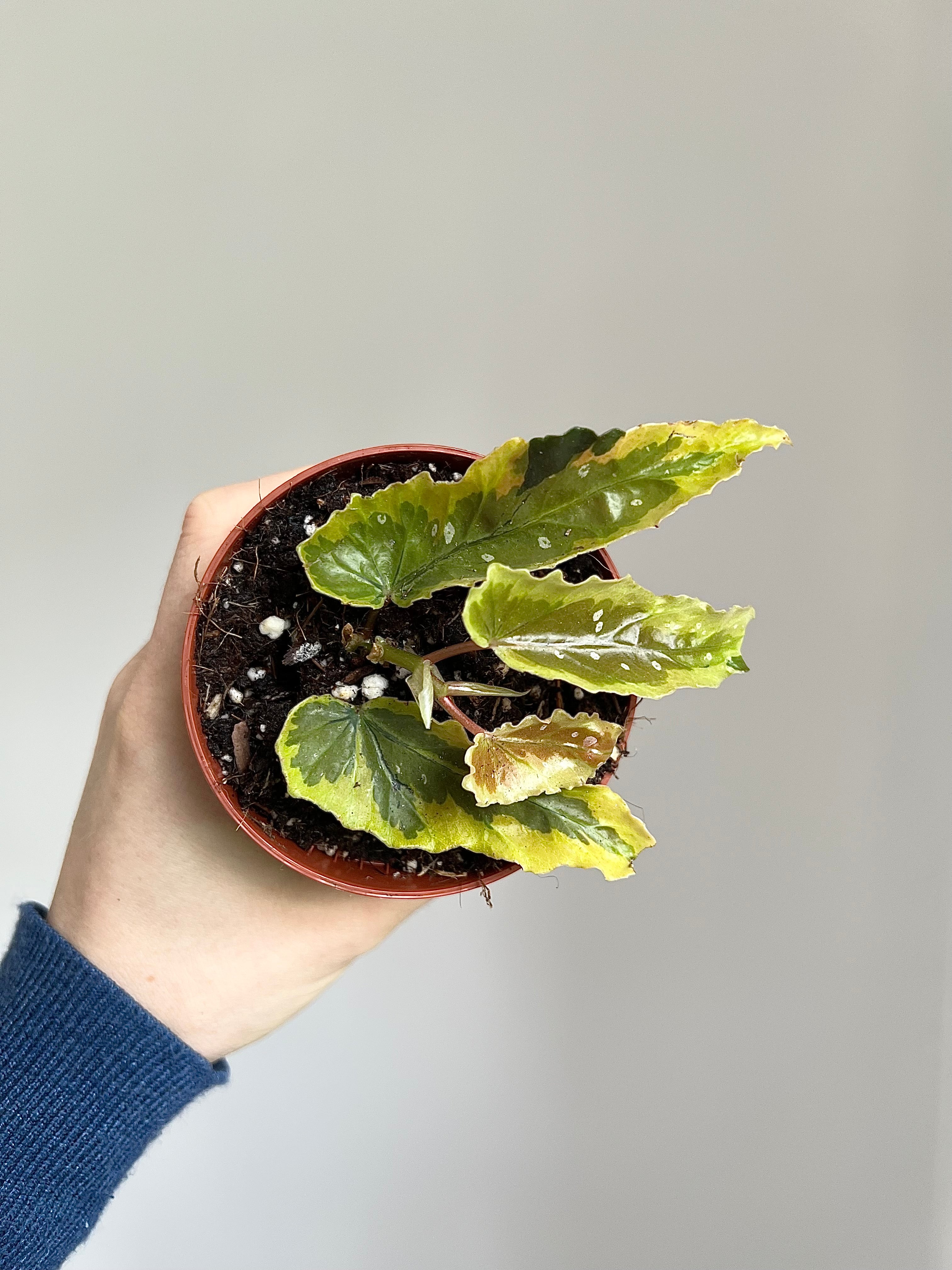 Begonia dainty spray sport Variegata