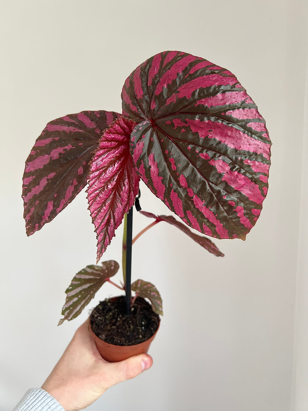 Begonia brevirimosa