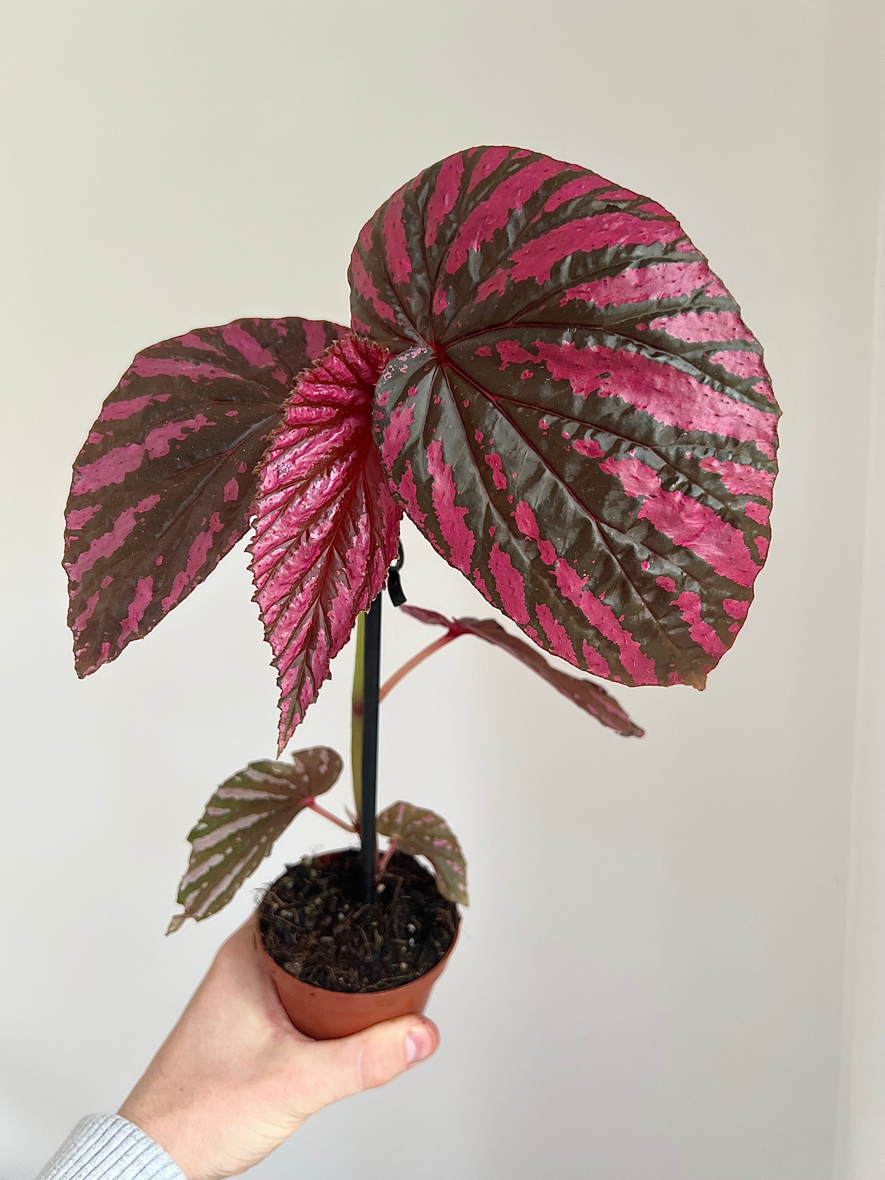 Begonia brevirimosa