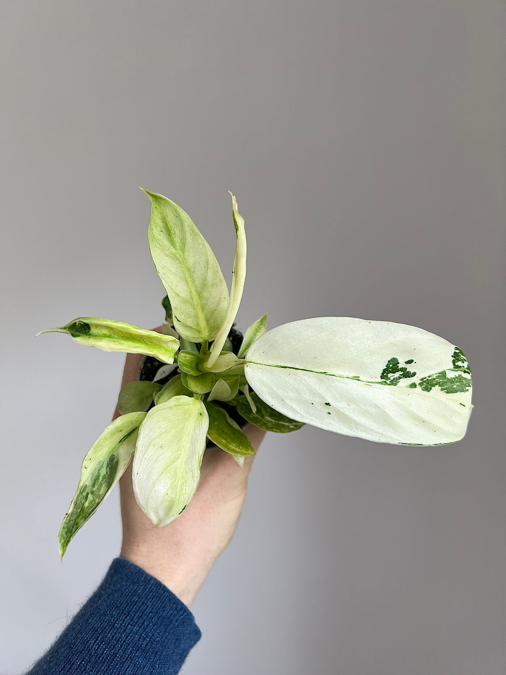 Philodendron Jose Bueno