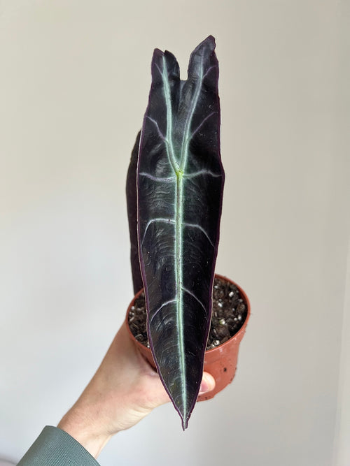 Alocasia longiloba purple