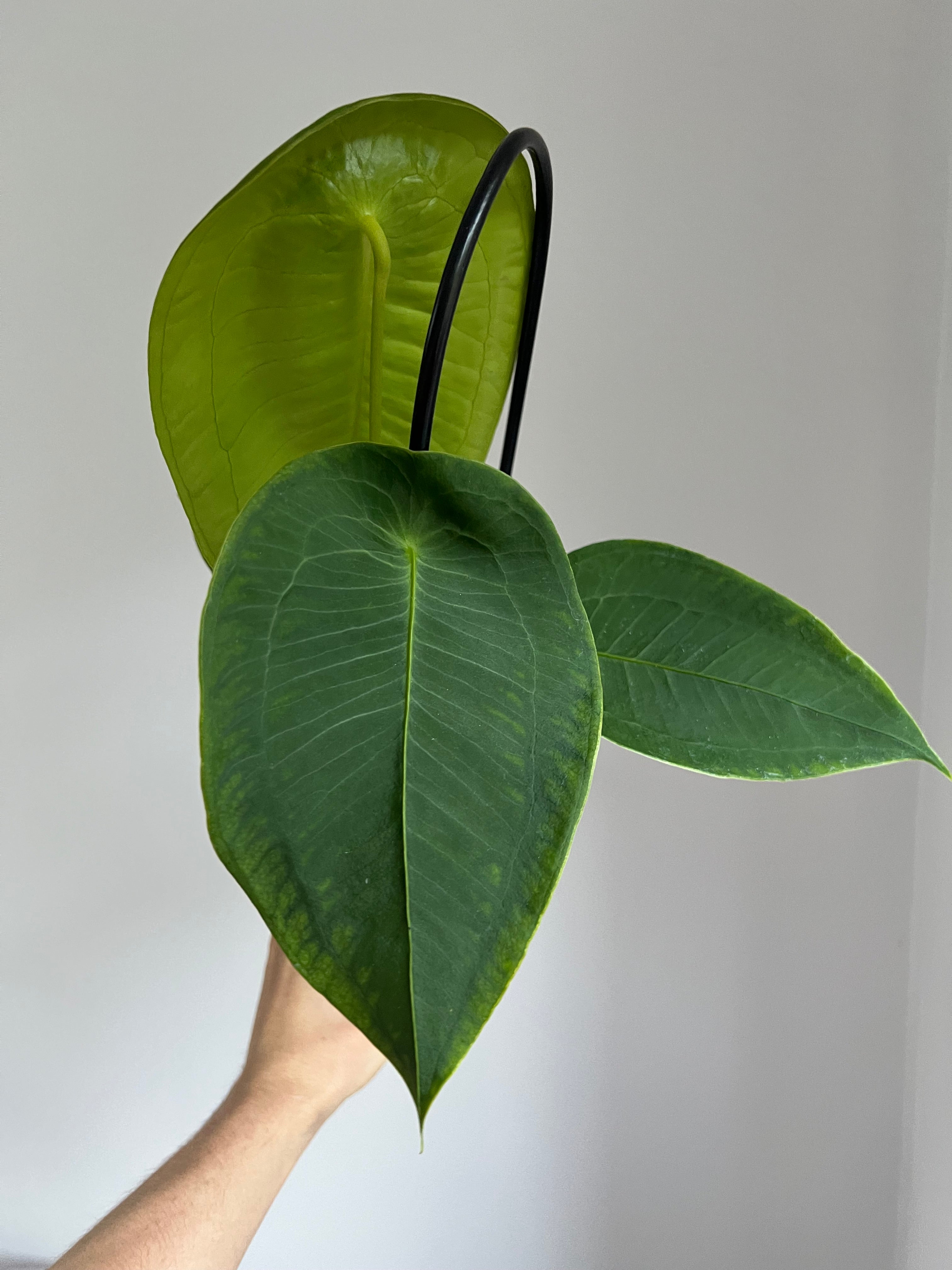 Anthurium peltigerum