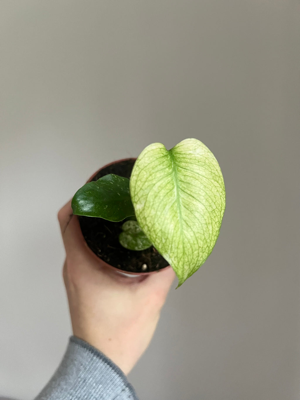 Monstera deliciosa mint