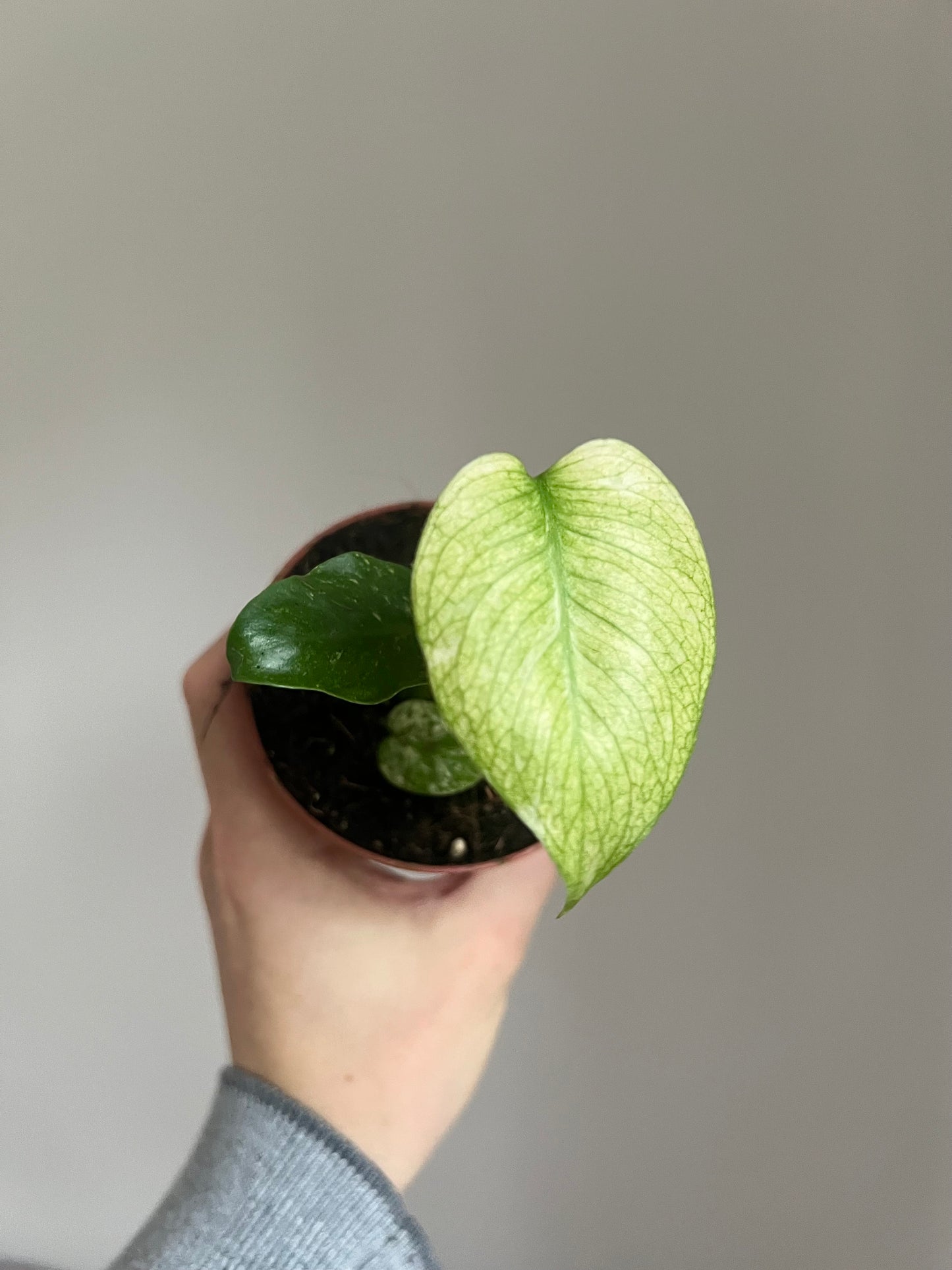 Monstera deliciosa mint