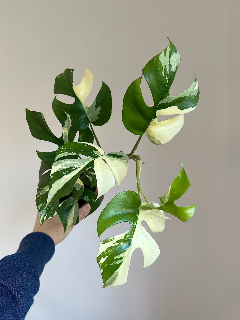 Rhaphidophora tetrasperma Variegata