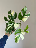 Rhaphidophora tetrasperma Variegata