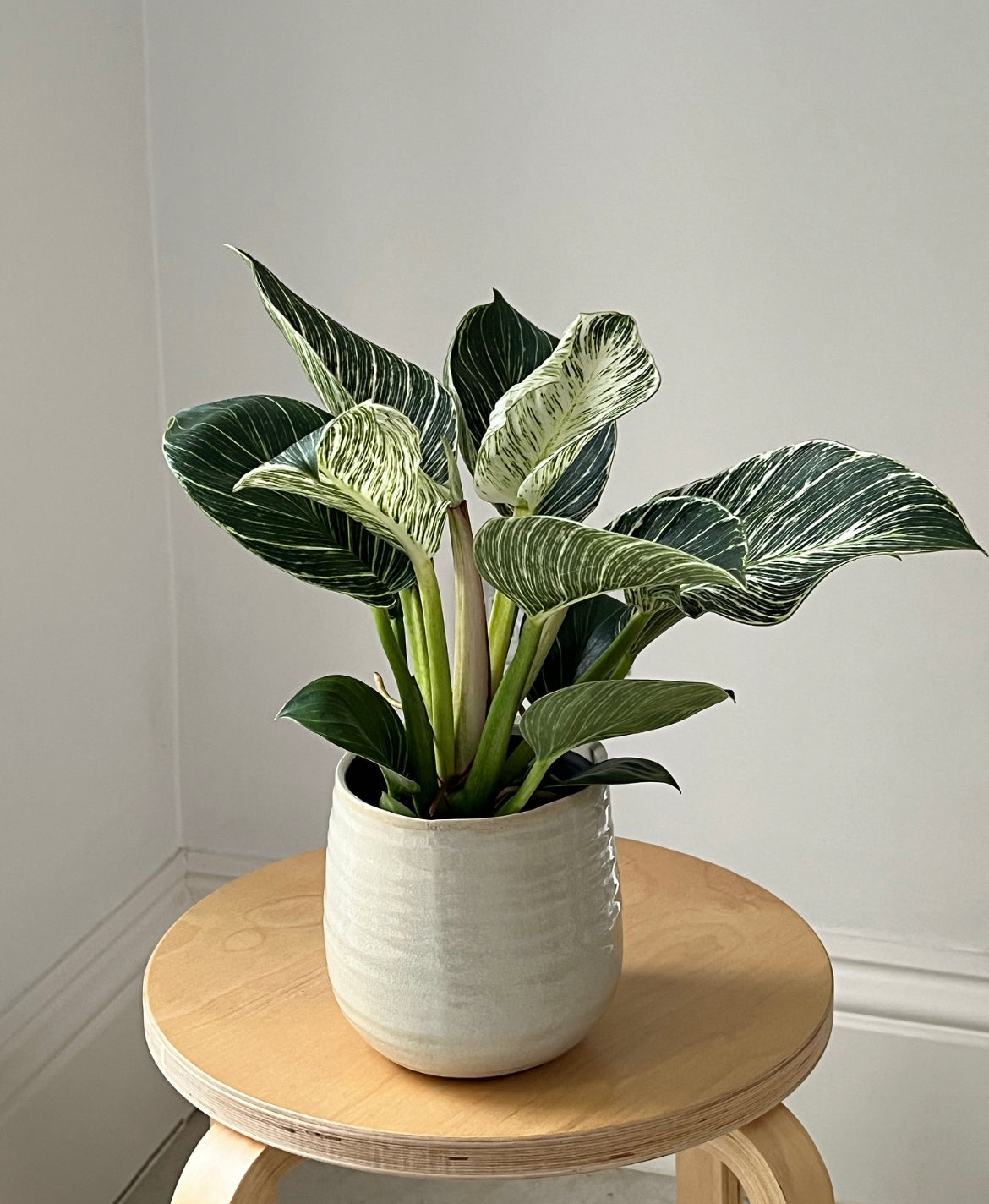 Beginner plants subscription (free delivery)