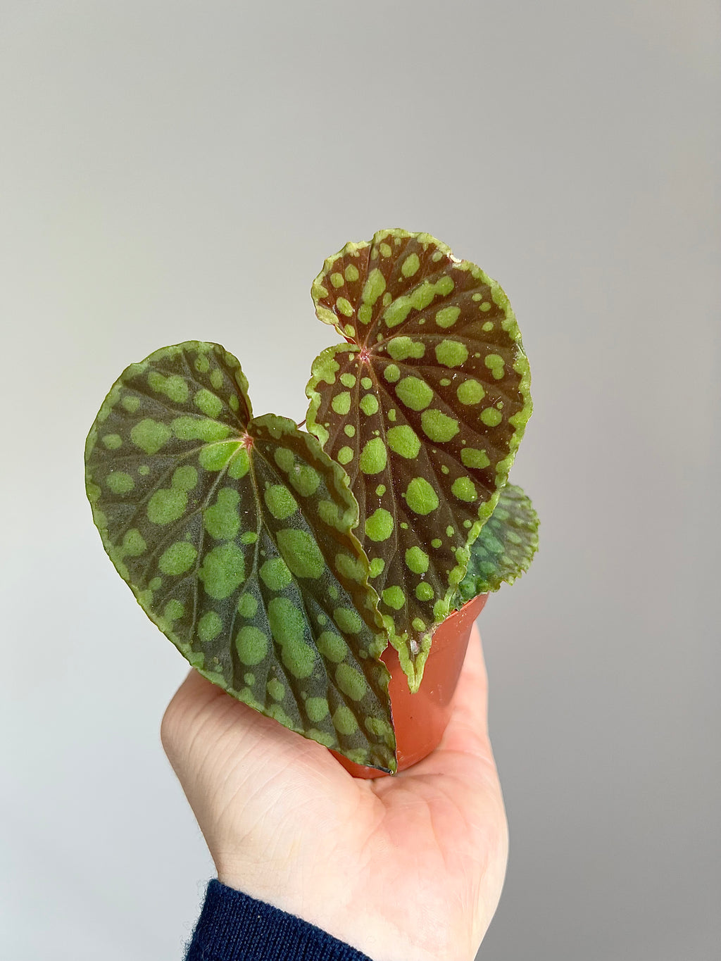 Rare plants subscription (free delivery)