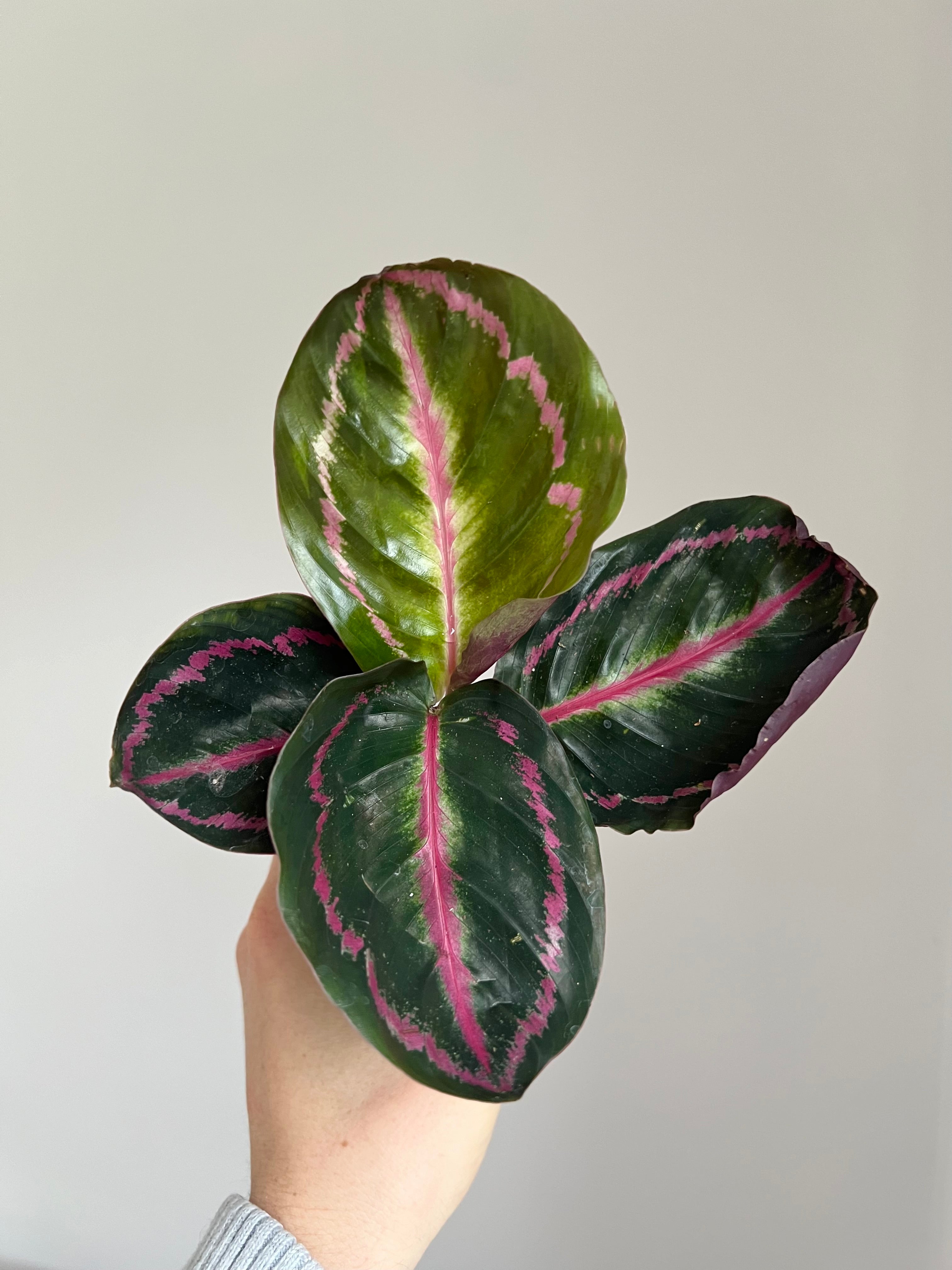 Calathea roseopicta crimson