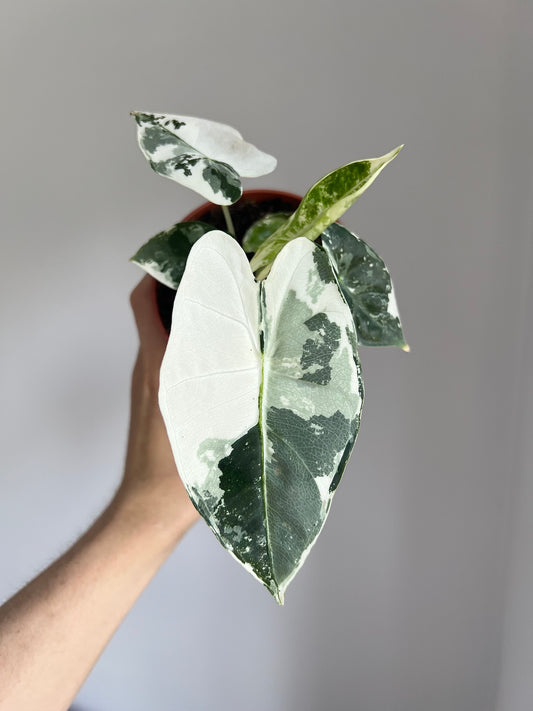Alocasia micholitziana Frydek Variegata